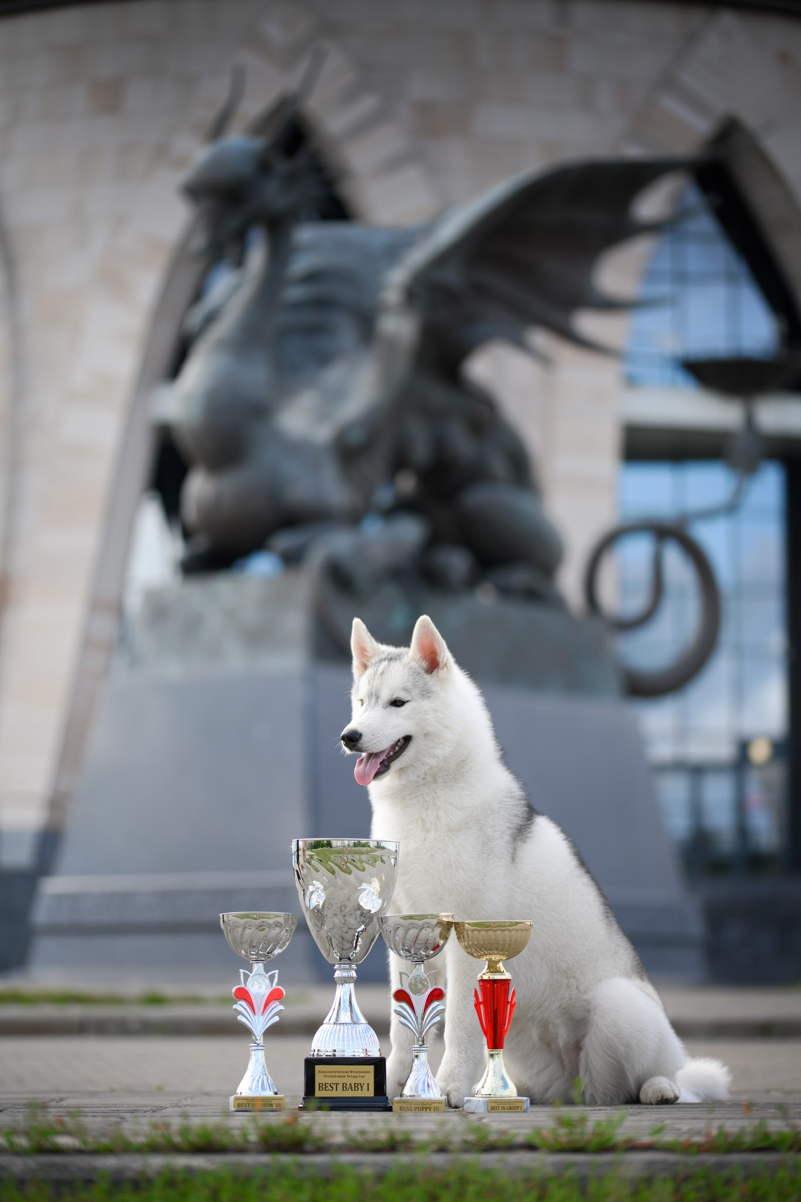 Собаки. FASHION ФОТОГРАФ КАЗАНЬ