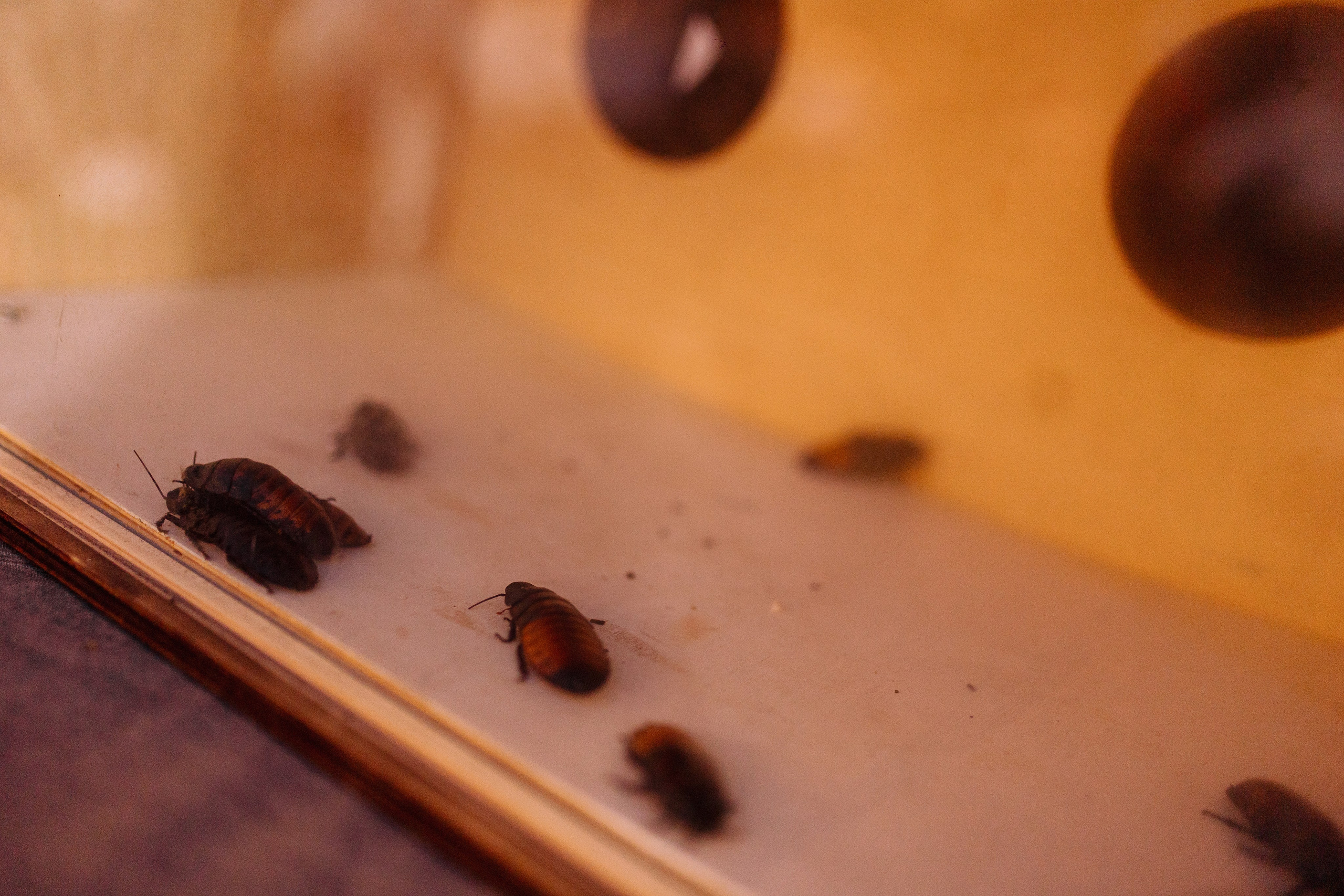 Свадебный репортаж. Свадебный и Репортажный фотограф Александр Шаров