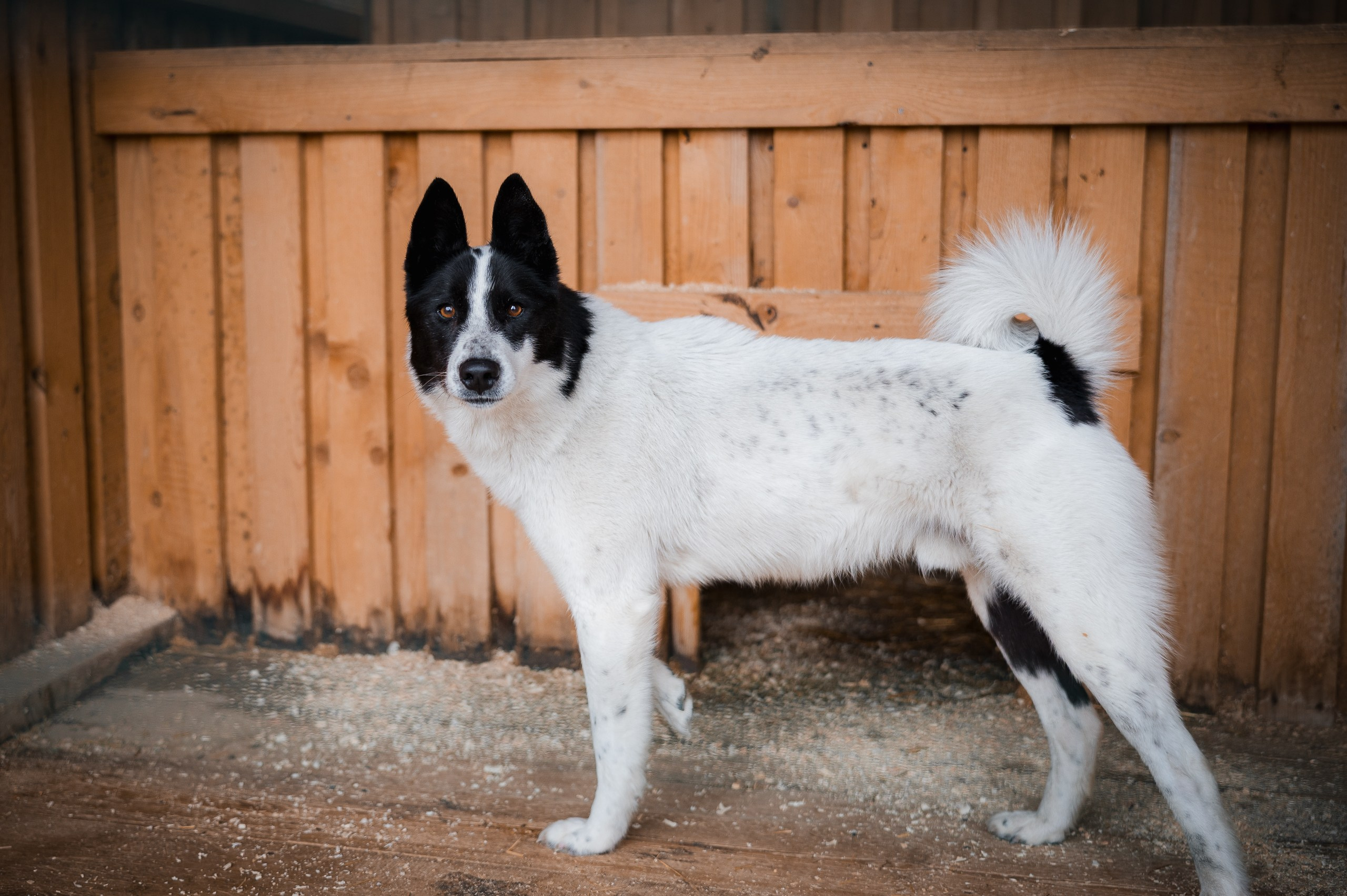 Найс. Улыбка собаки — спасение и пристройство бездомных собак