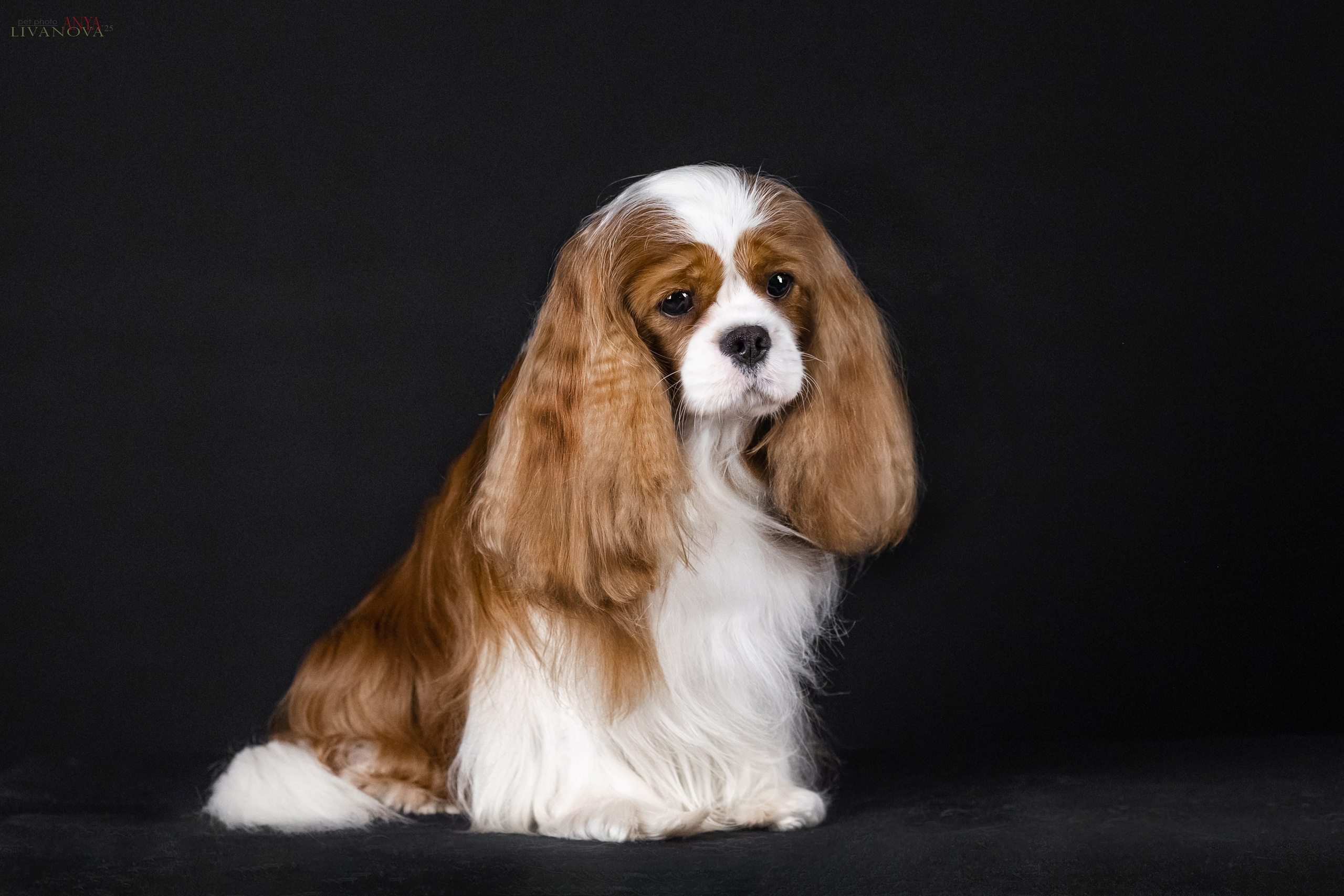 Вовчик. Фотограф анималист Аня Ливанова | Рыбинск