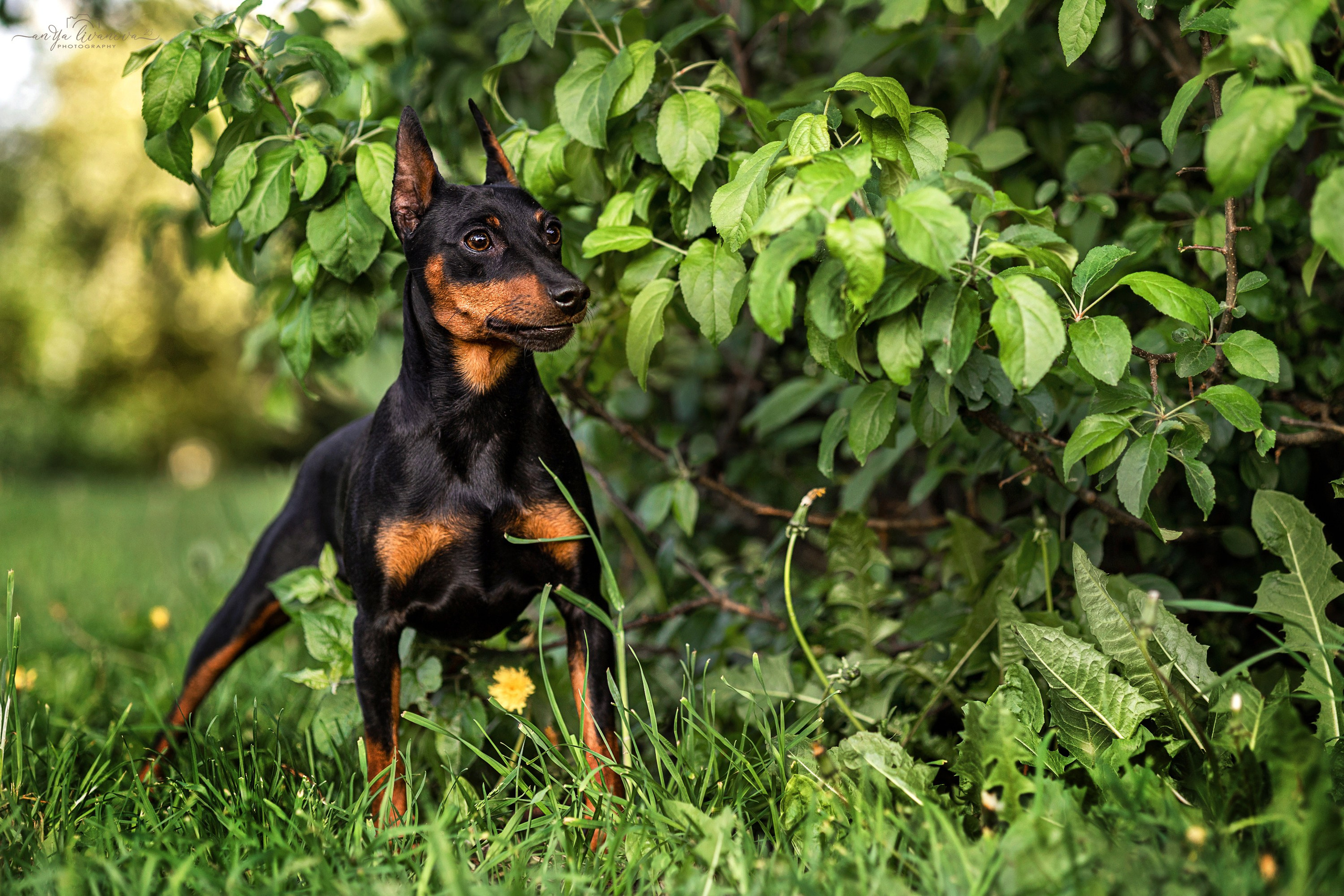 Буба. Фотограф анималист Аня Ливанова | Рыбинск