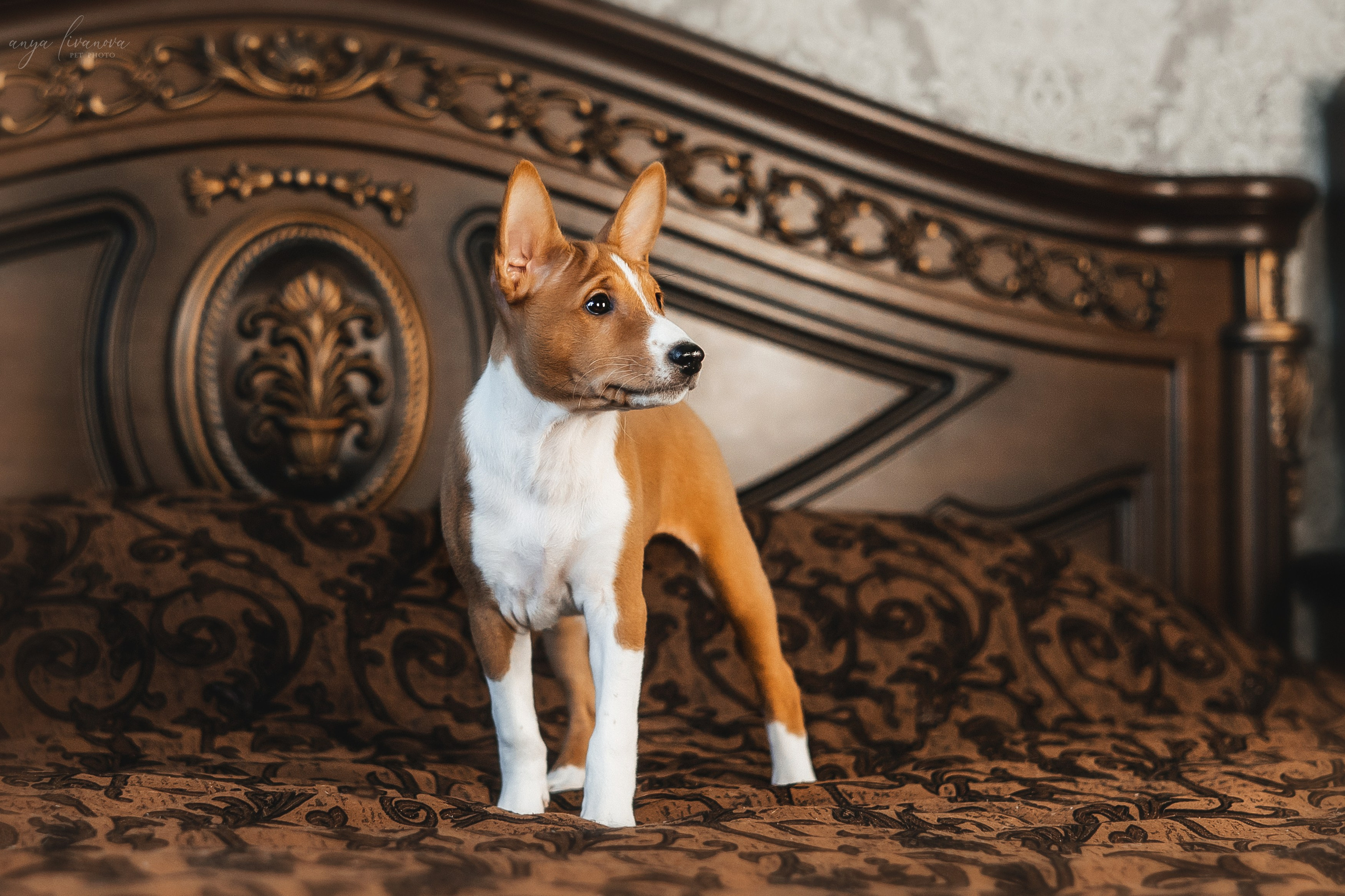 Балу. Фотограф анималист Аня Ливанова | Рыбинск