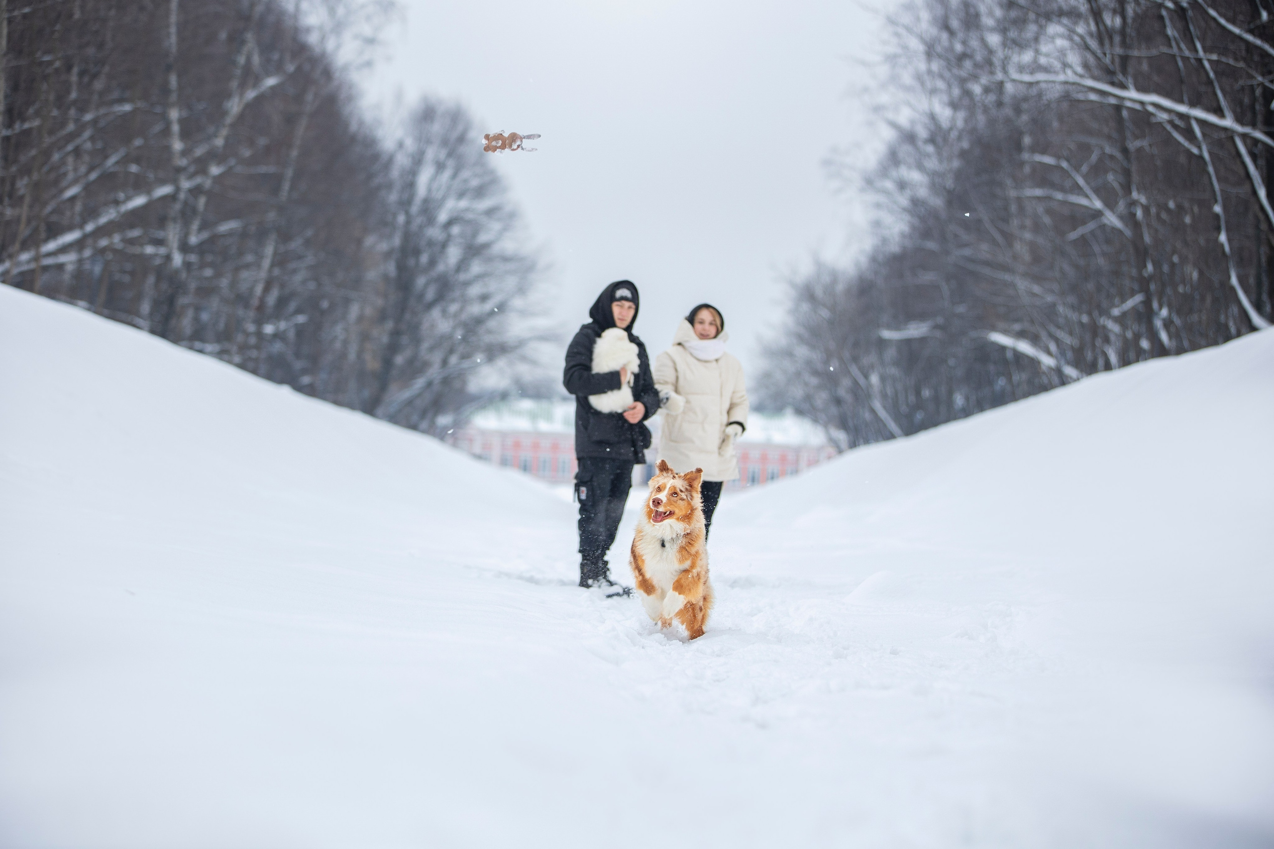 Настя, Игорь, Тесс и Марс. Фотограф анималист в Москве Майорова Евгения