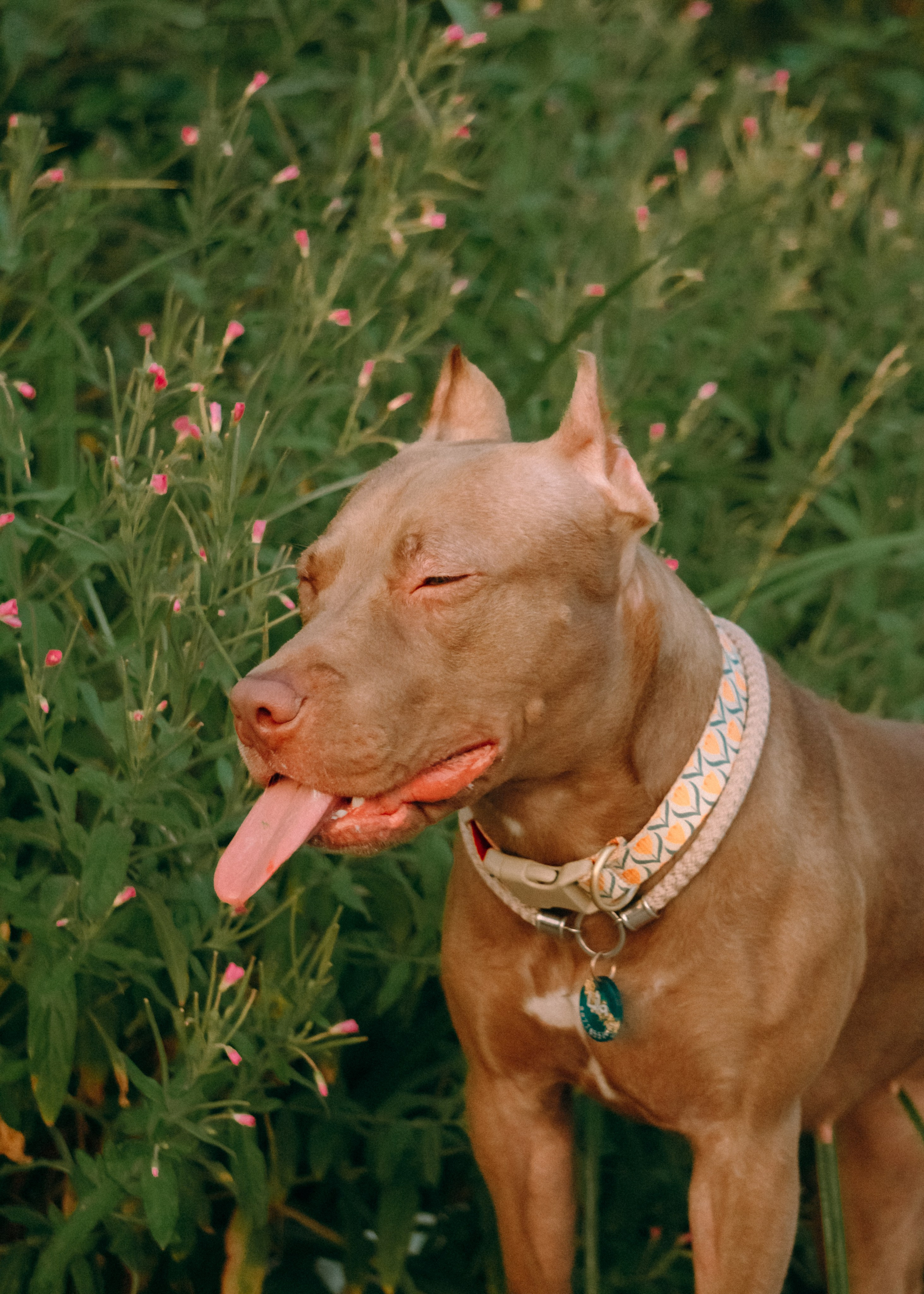 Виолетта, Лила и Питер. Фотограф-анималист Ксения Воробьева, Москва