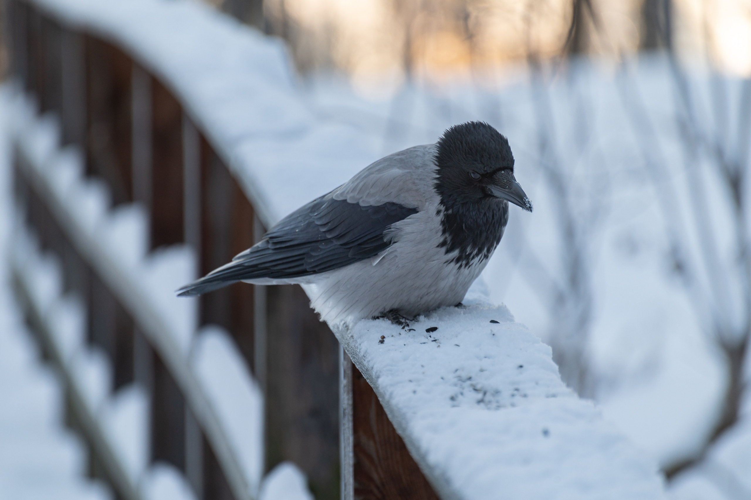 20240120 Воробьёвы горы. Дмитрий Ремизов. Фотография, как хобби