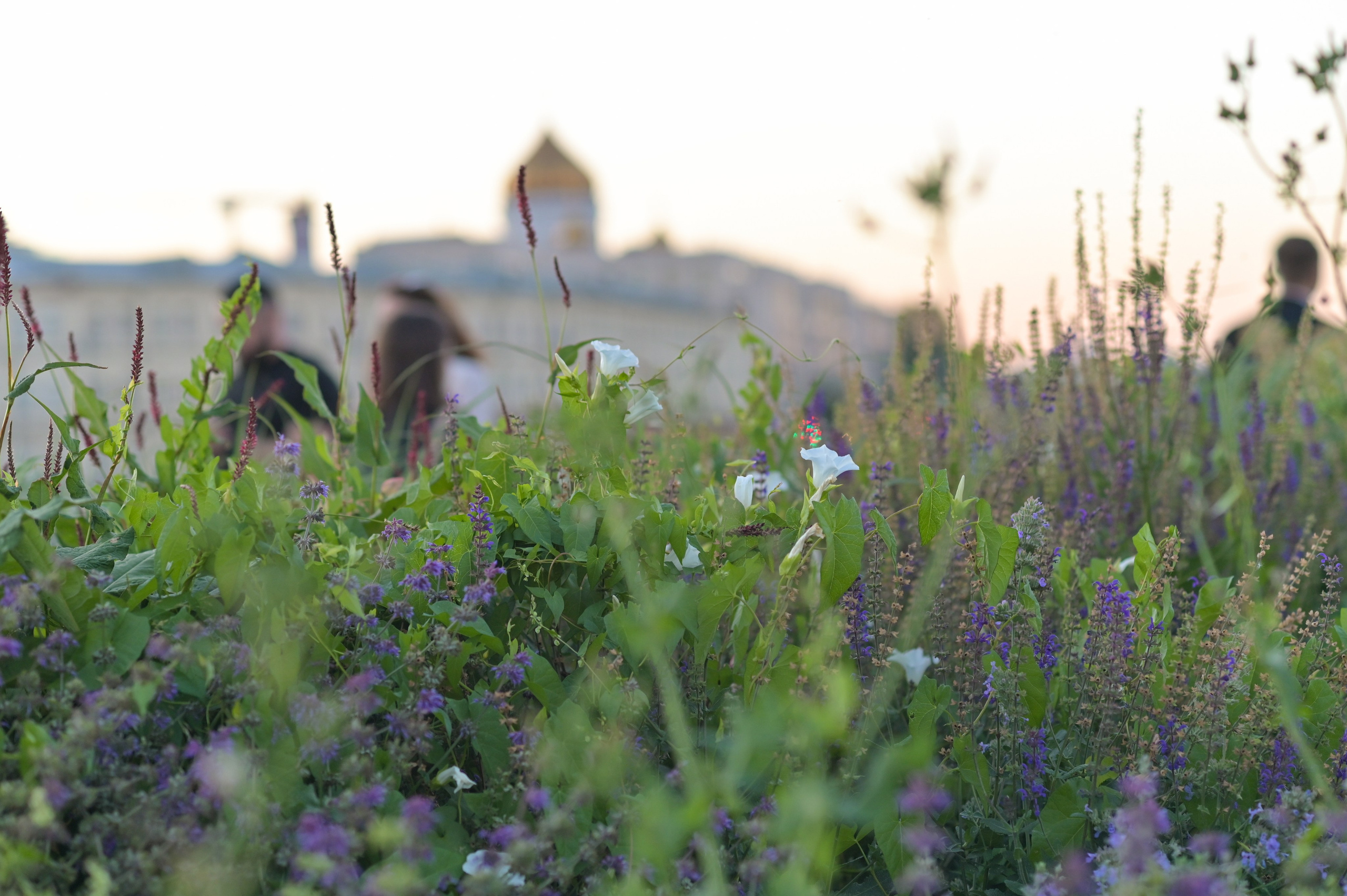 20240706 Киевская, Музеон, Библиотека. Дмитрий Ремизов. Фотография, как хобби