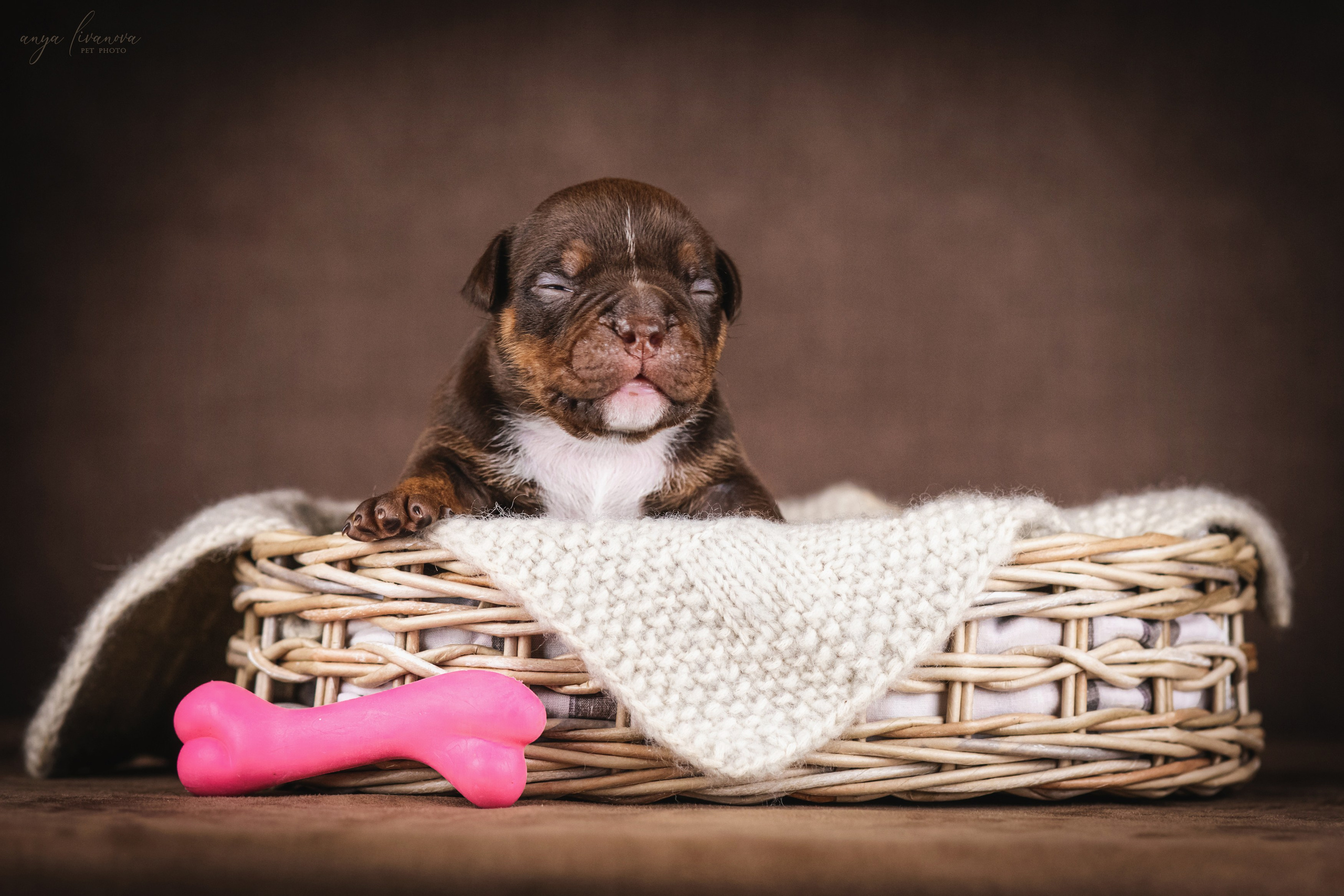 Амбулли. Фотограф анималист Аня Ливанова | Рыбинск