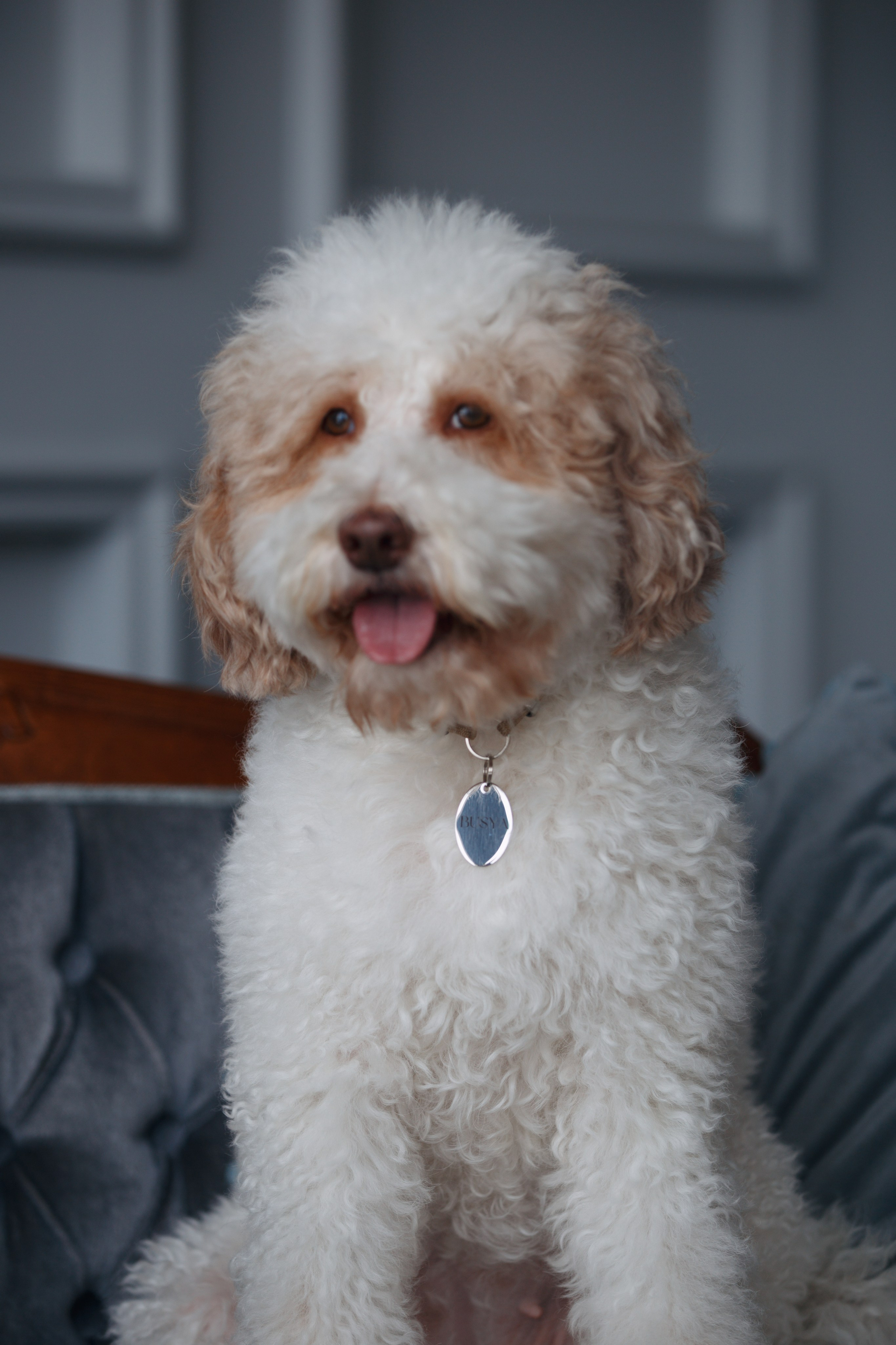 Bmbh лежанки и адресники. Фотограф анималист Кристина Карпова, Москва