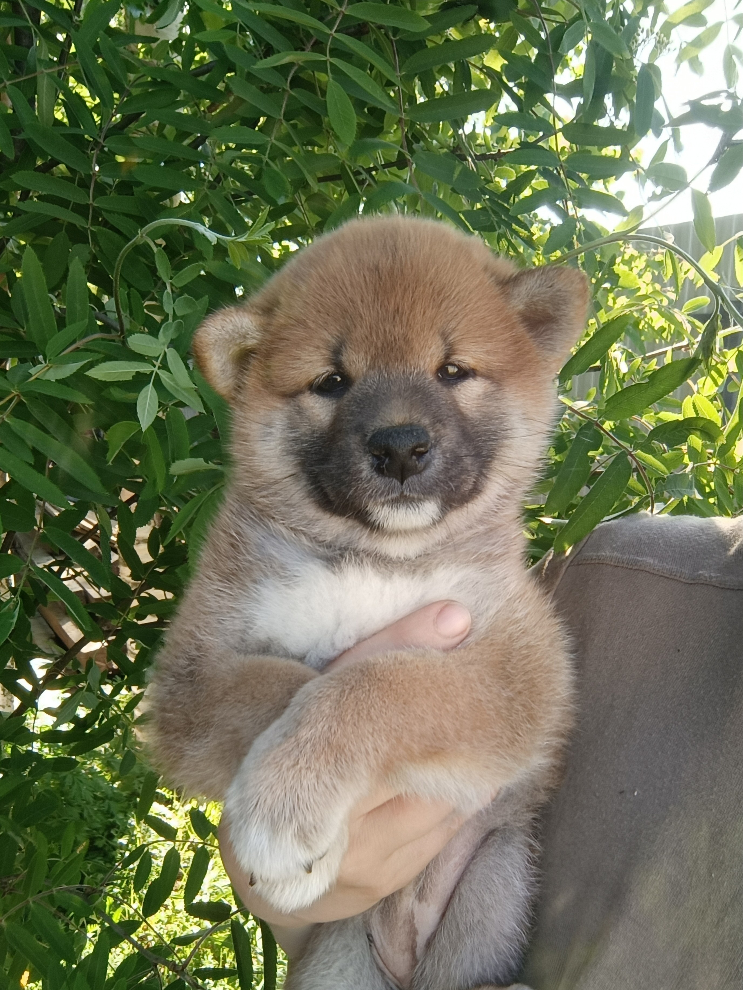 сиба питомник Рубилайт щенки на продажу rubylight  сиба щенки купить СПб Санкт-Петербург