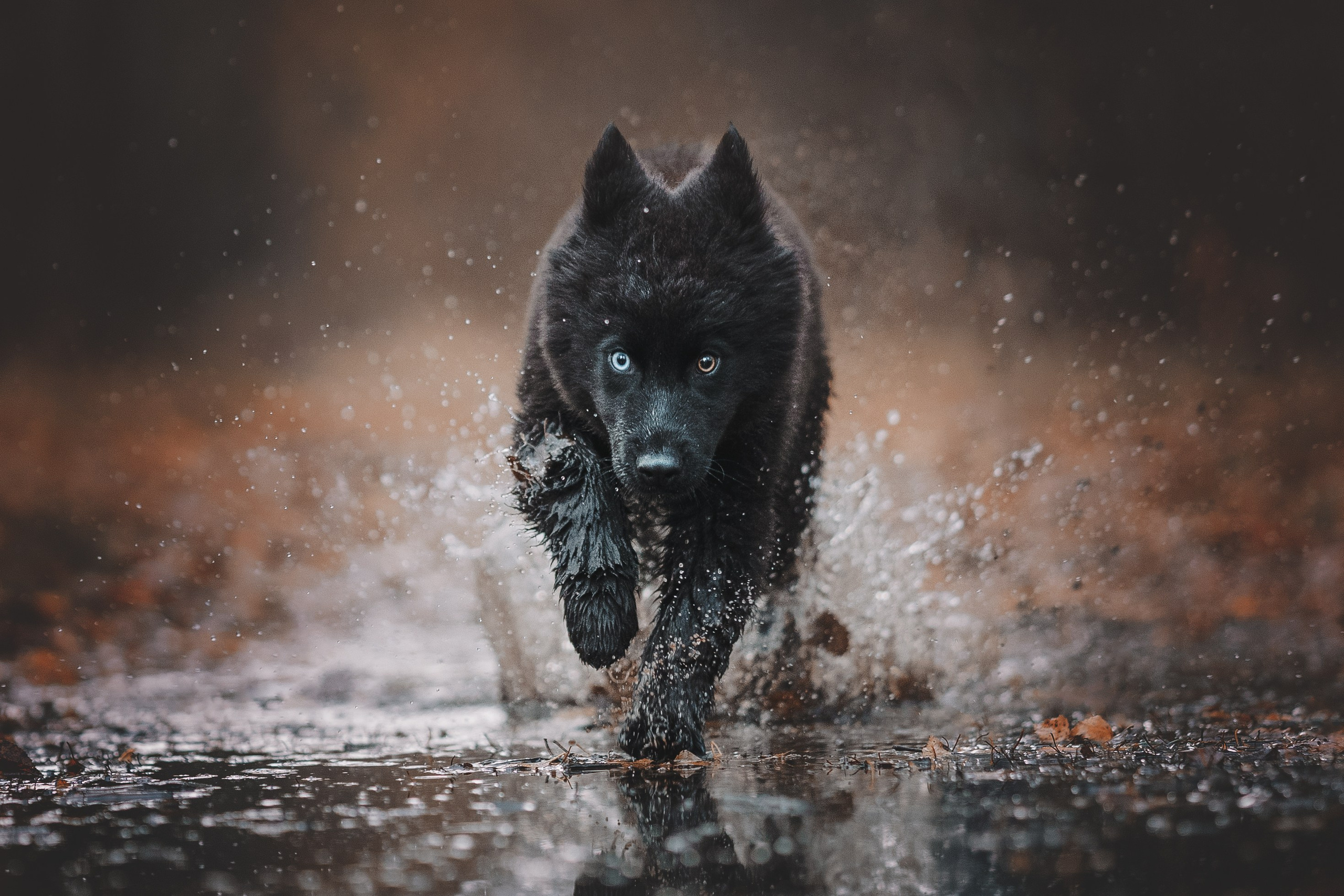 Джанго. Фотограф анималист Осипчикова Мария