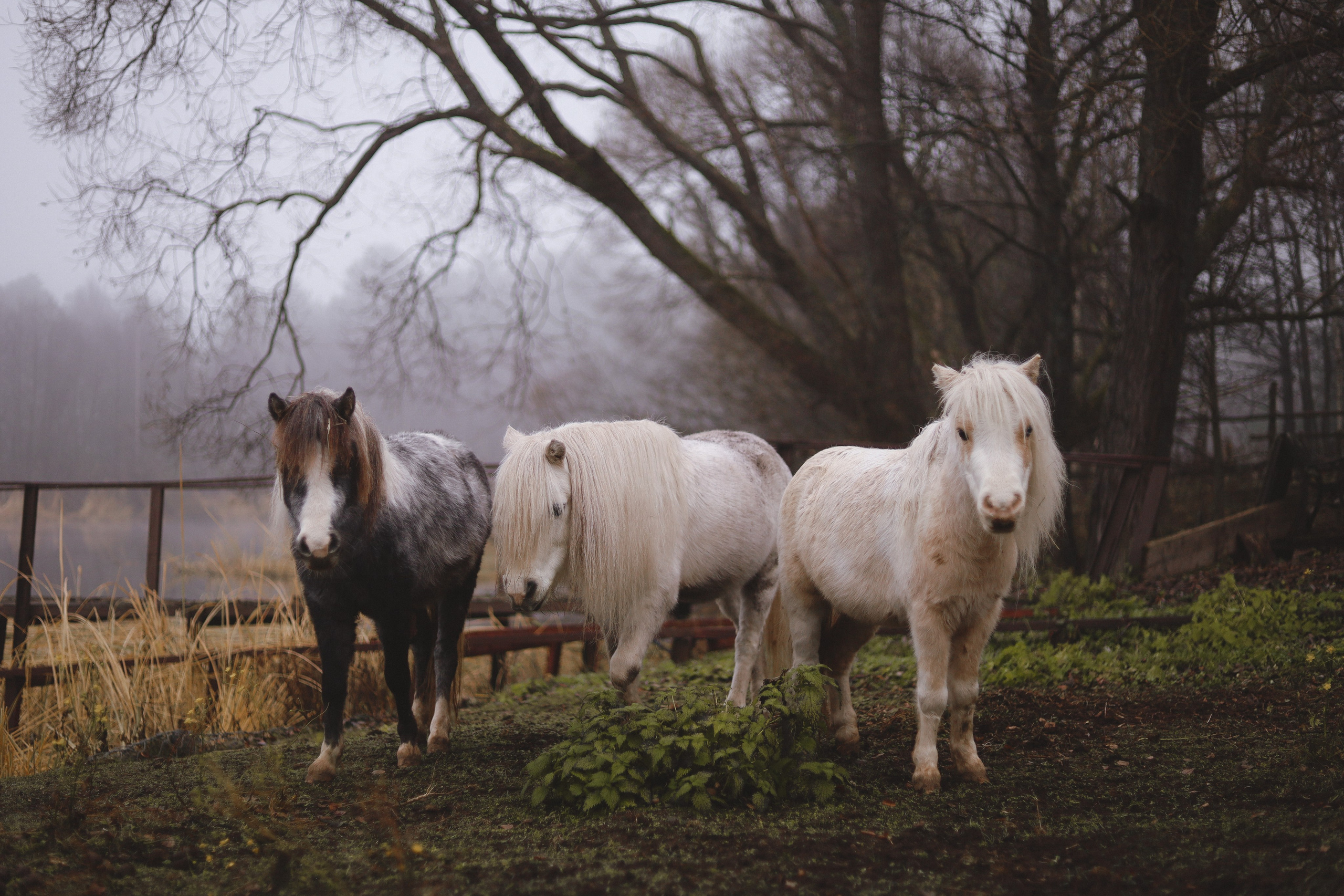 Животные. Фотограф в Москве Бастракова Юлия