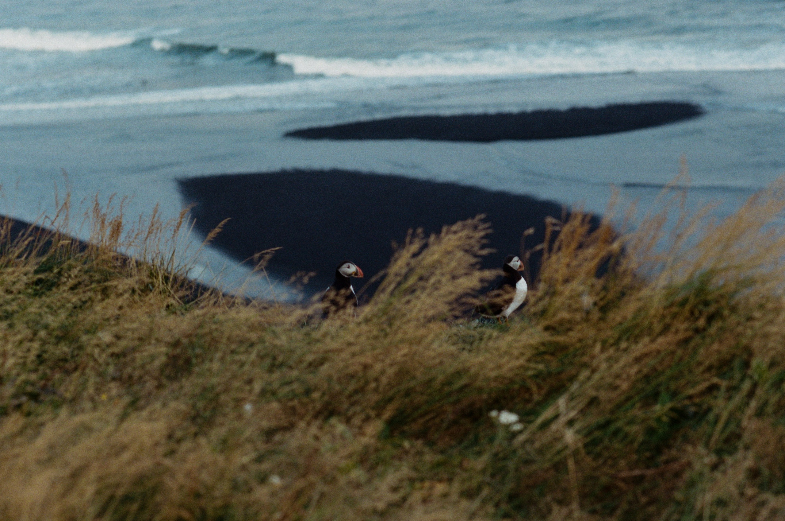I of the storm // iceland, dyrhólaey. EVER EXPOSED