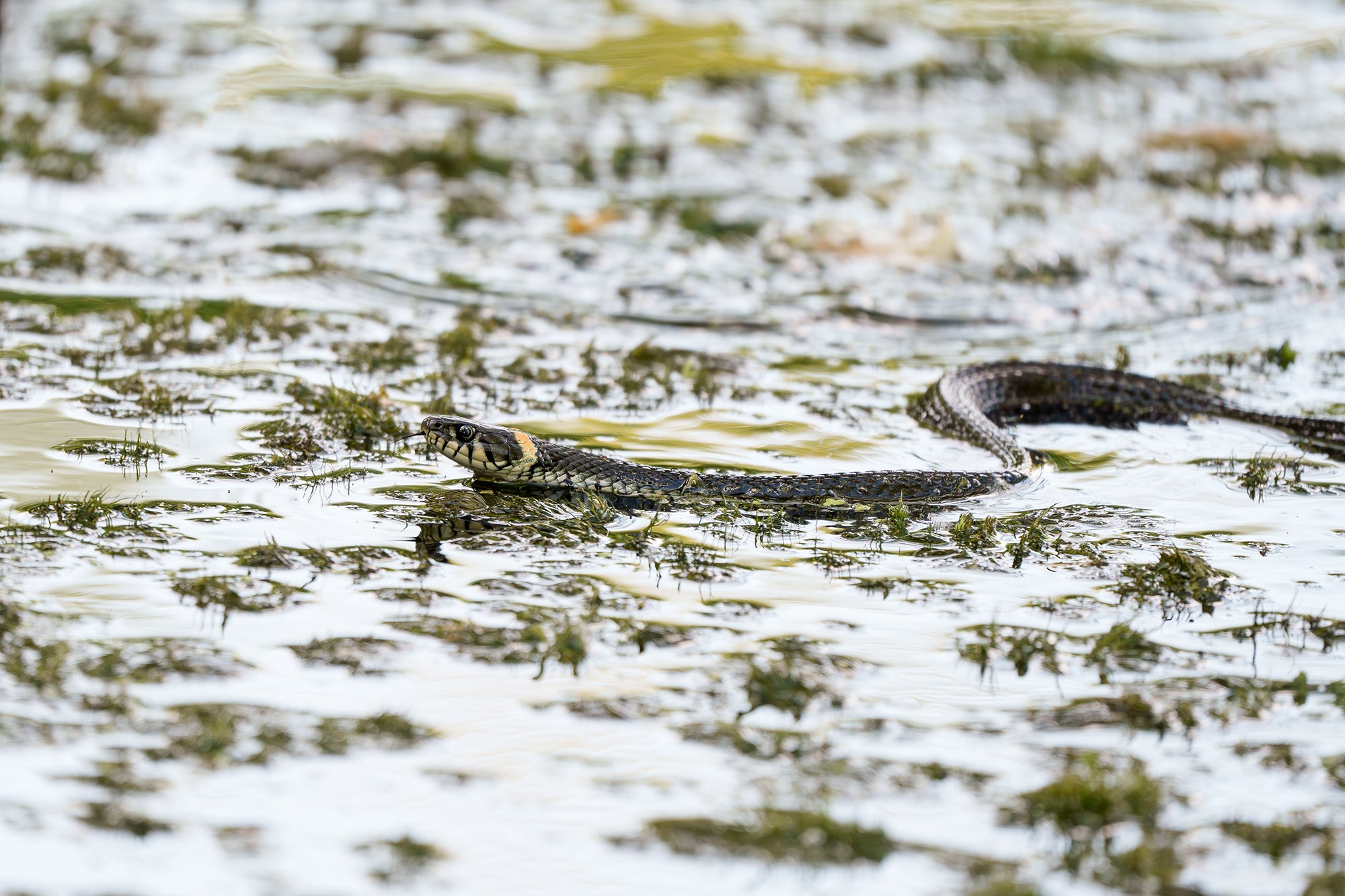 Животные. Ваш личный фотограф Марина Волкова