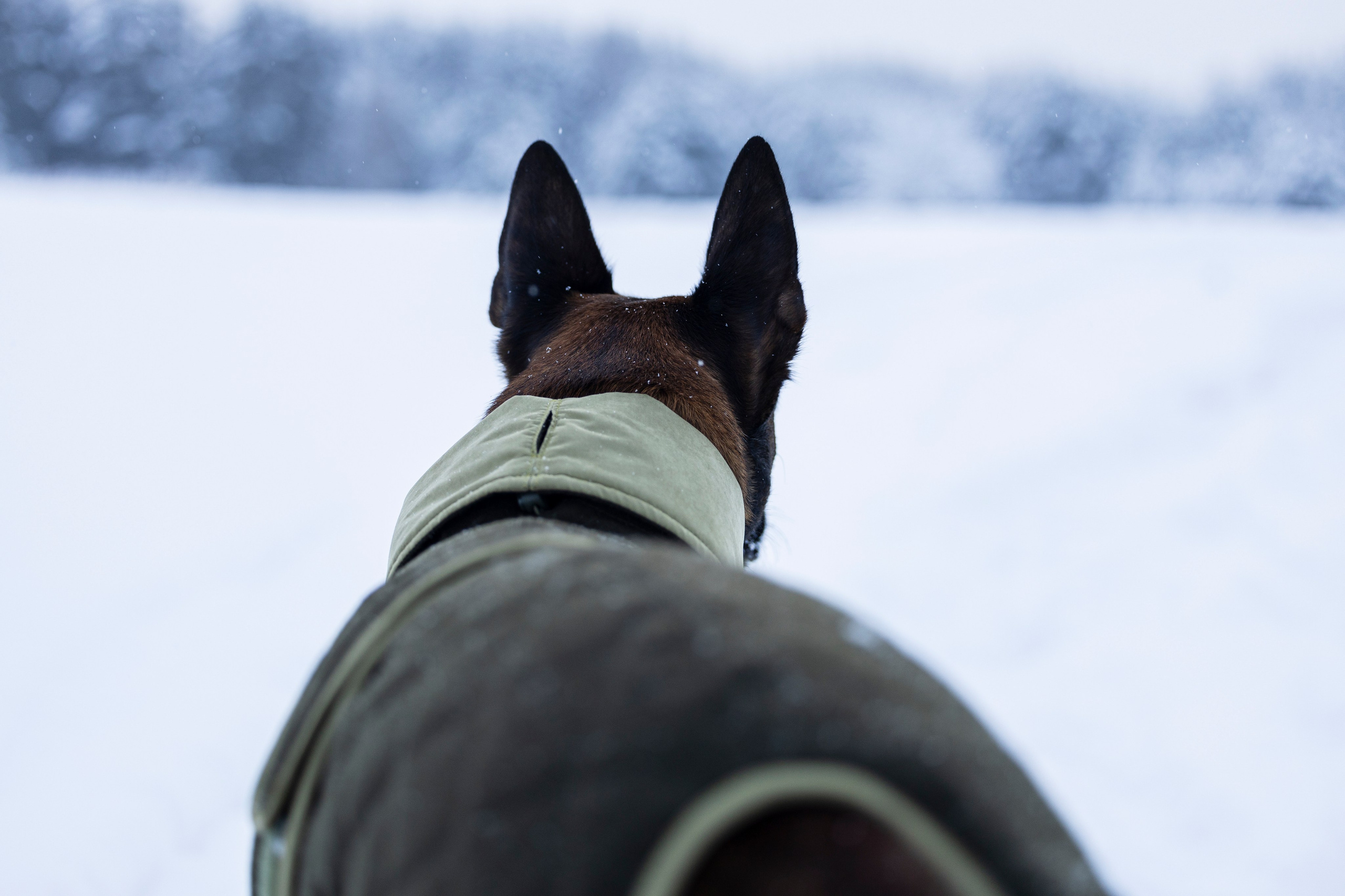 Брейвхунд. Фотограф-анималист Анна Маринич