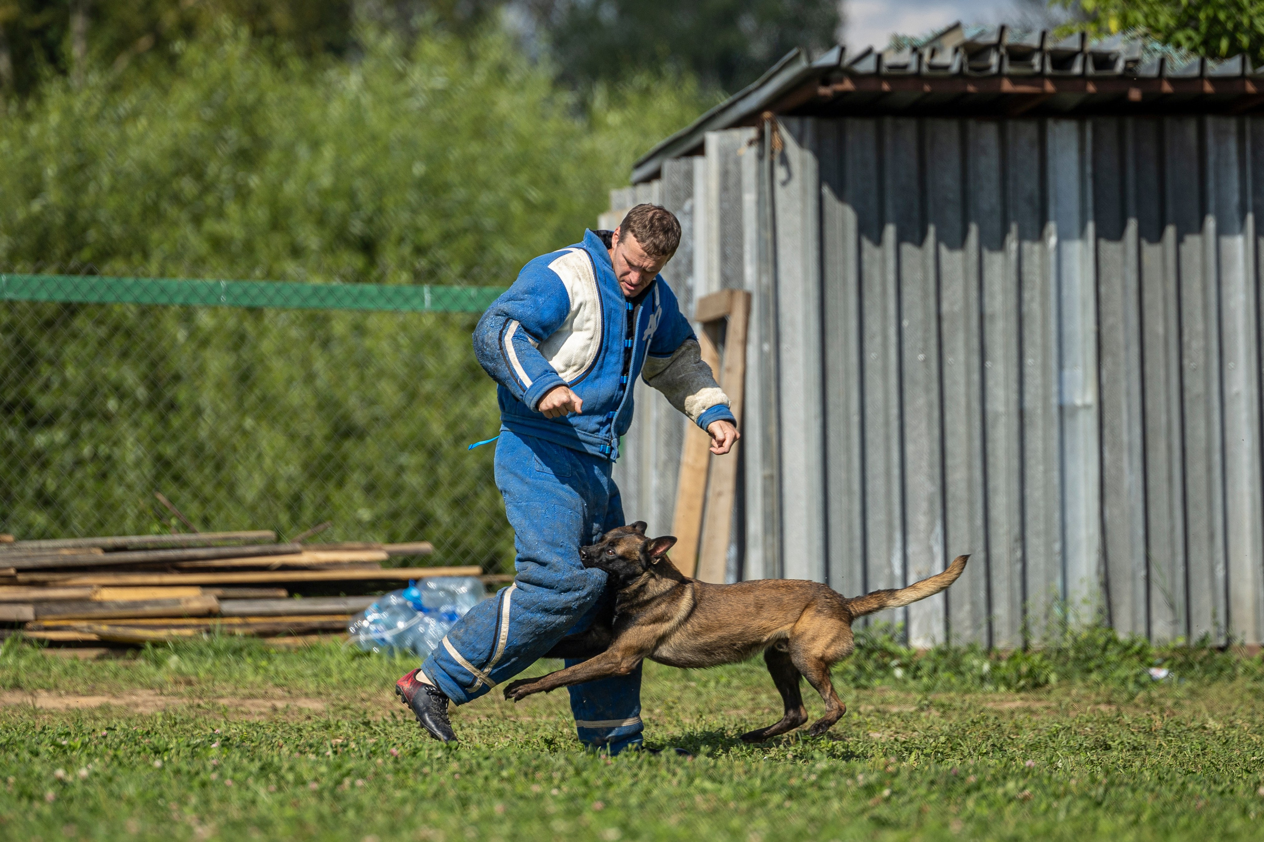 Соревнования по Мондьорингу г. Вологда 10-11.08.2024. Фотограф-анималист Анна Маринич