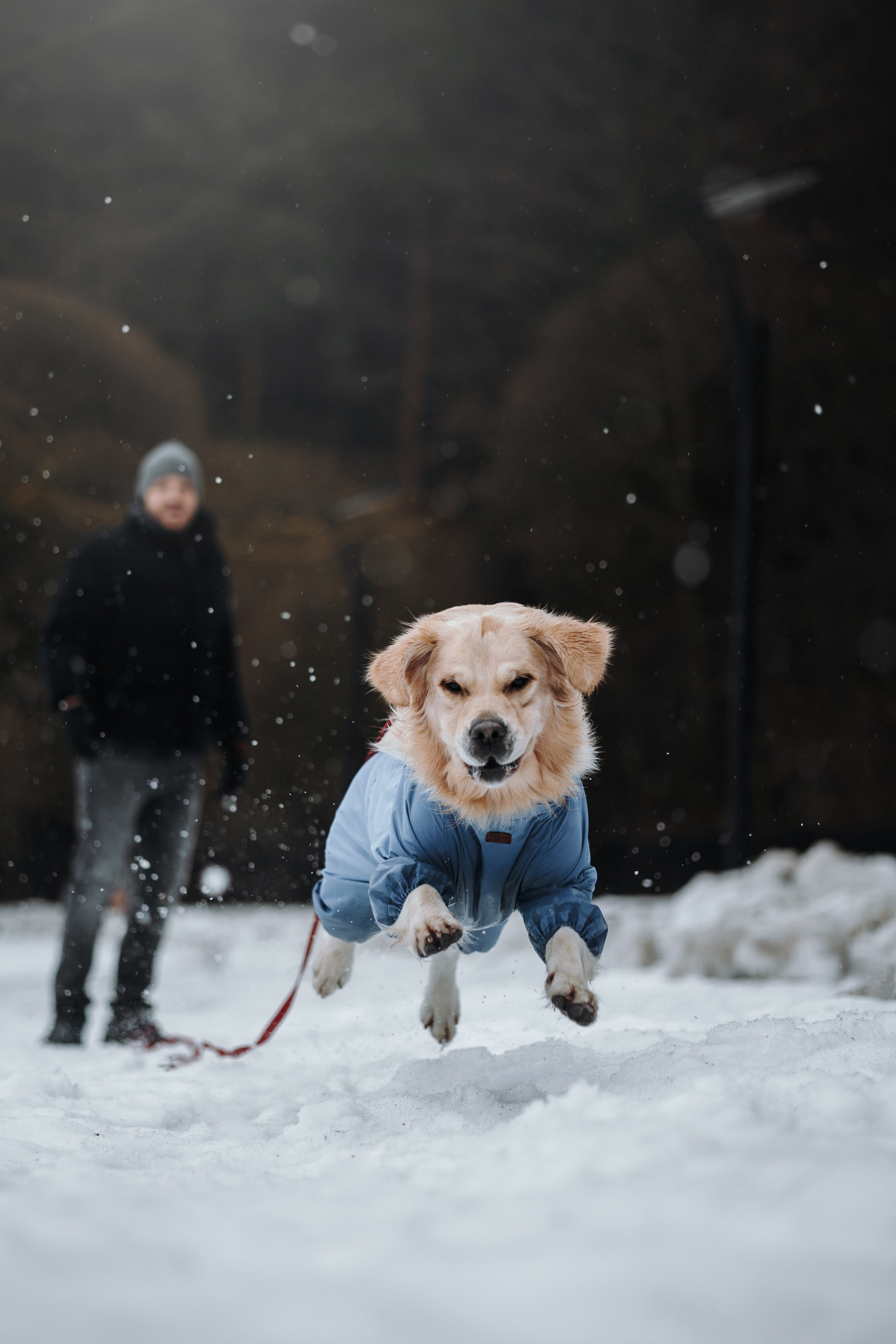 Шелби, Ватсон и ребята. Фотограф — Анималист | Санкт-Петербург