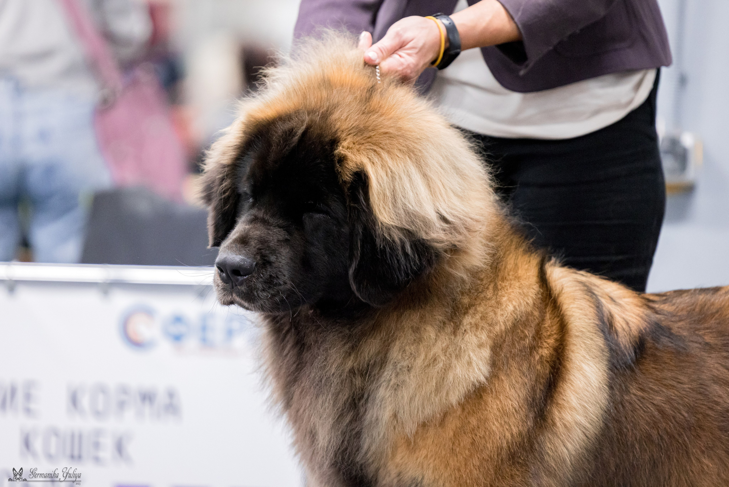 Сфера 29.10,Крокус 4.11,Сфера 12.11.2023. Фотограф-анималист Юлия Германика