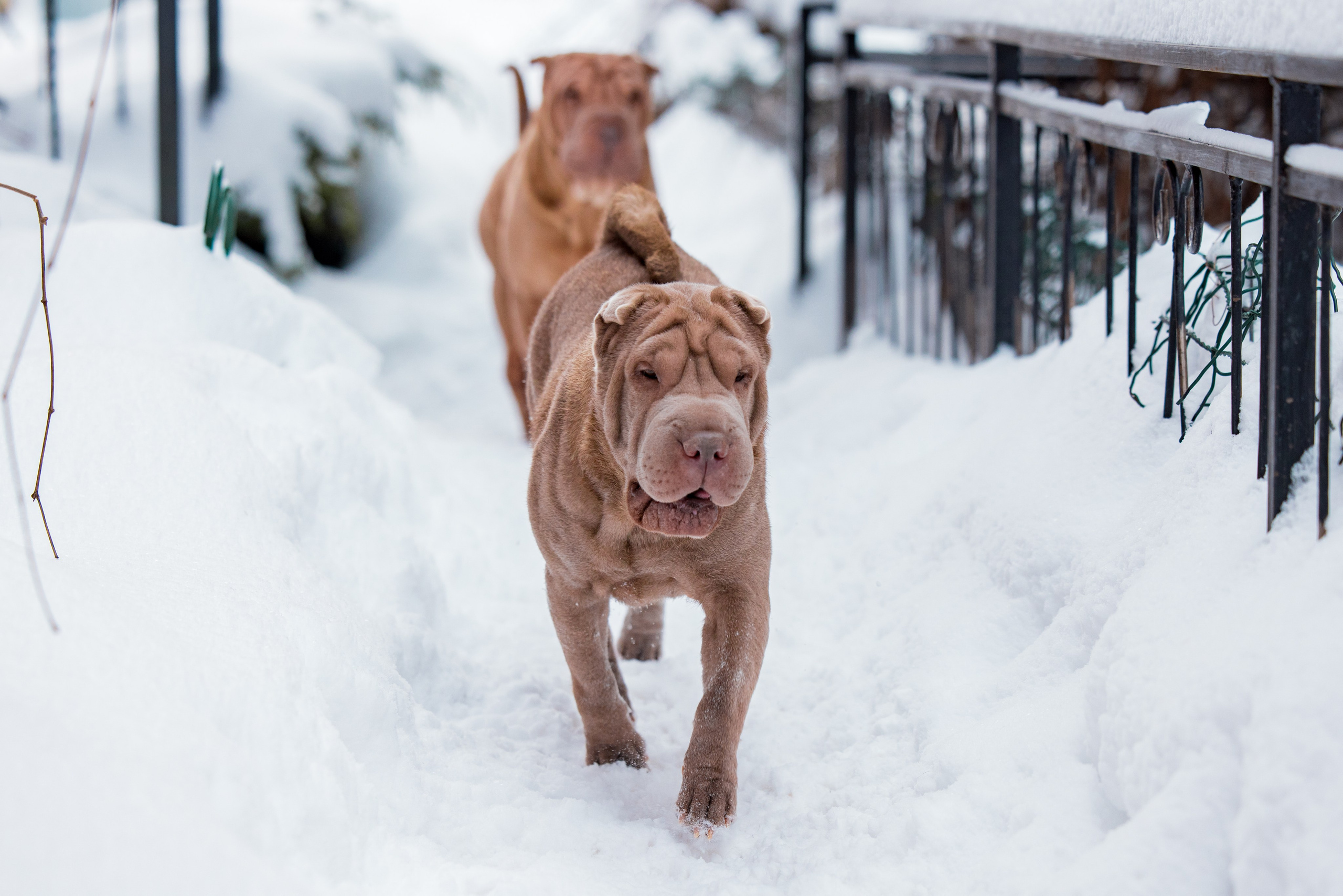 В гостях у шарпеев 16.01.2024. Фотограф-анималист Юлия Германика