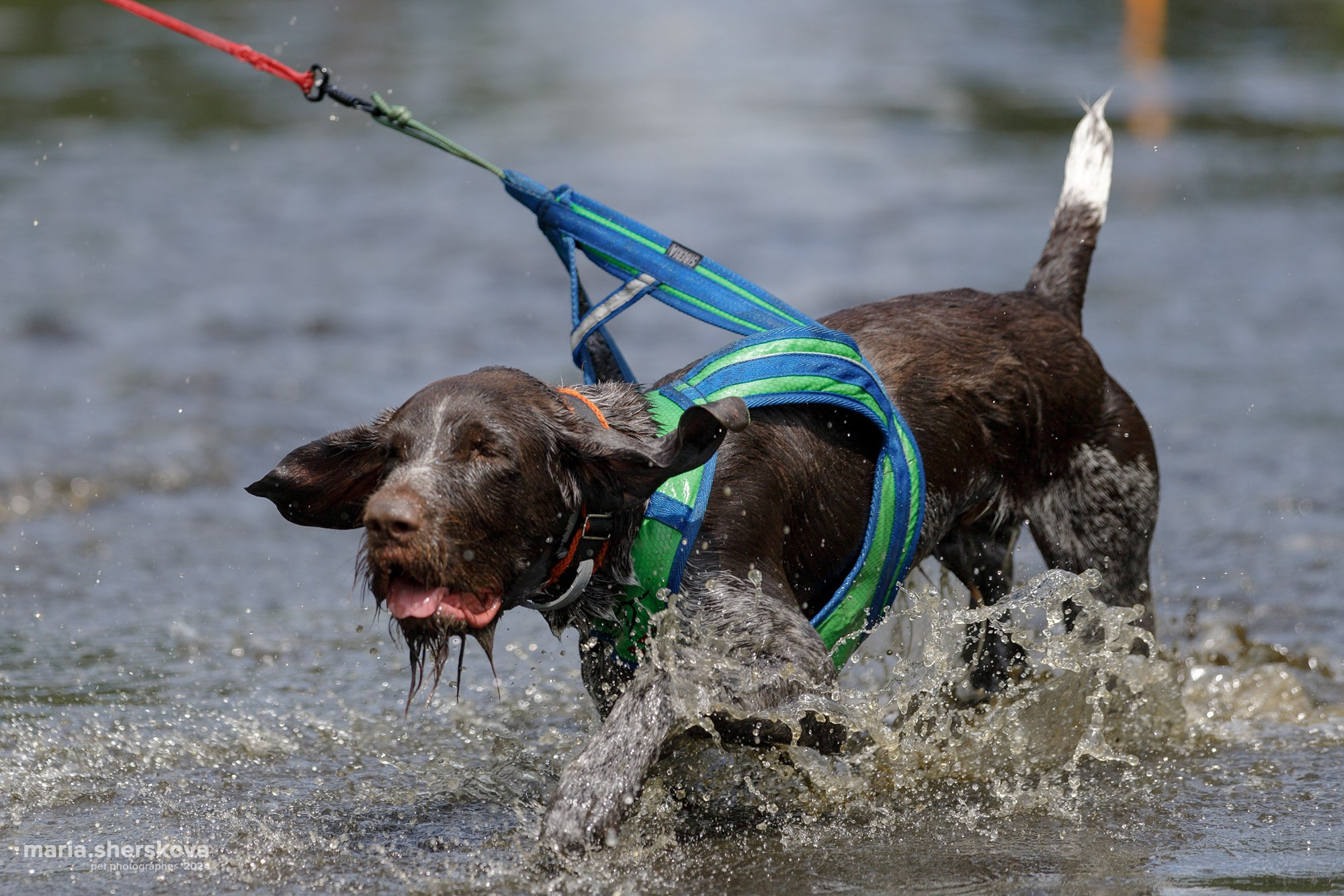 Хвостатый Драйв 2024. Фотограф-анималист в Калуге Мария Шерскова