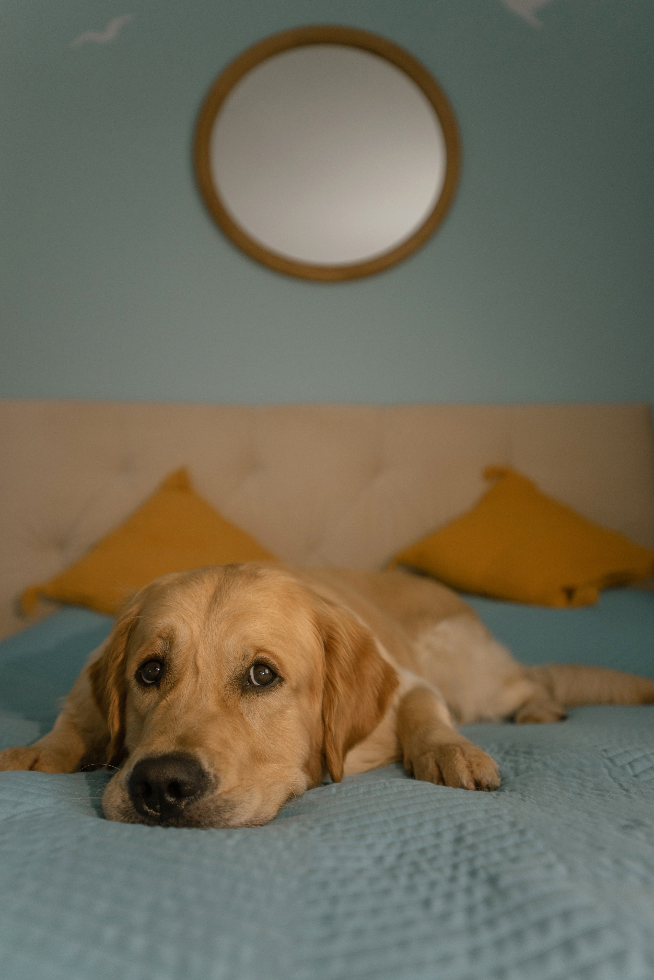 Светлана и Чарли в Нижнем Новгороде. Фотограф Анна Тюрина