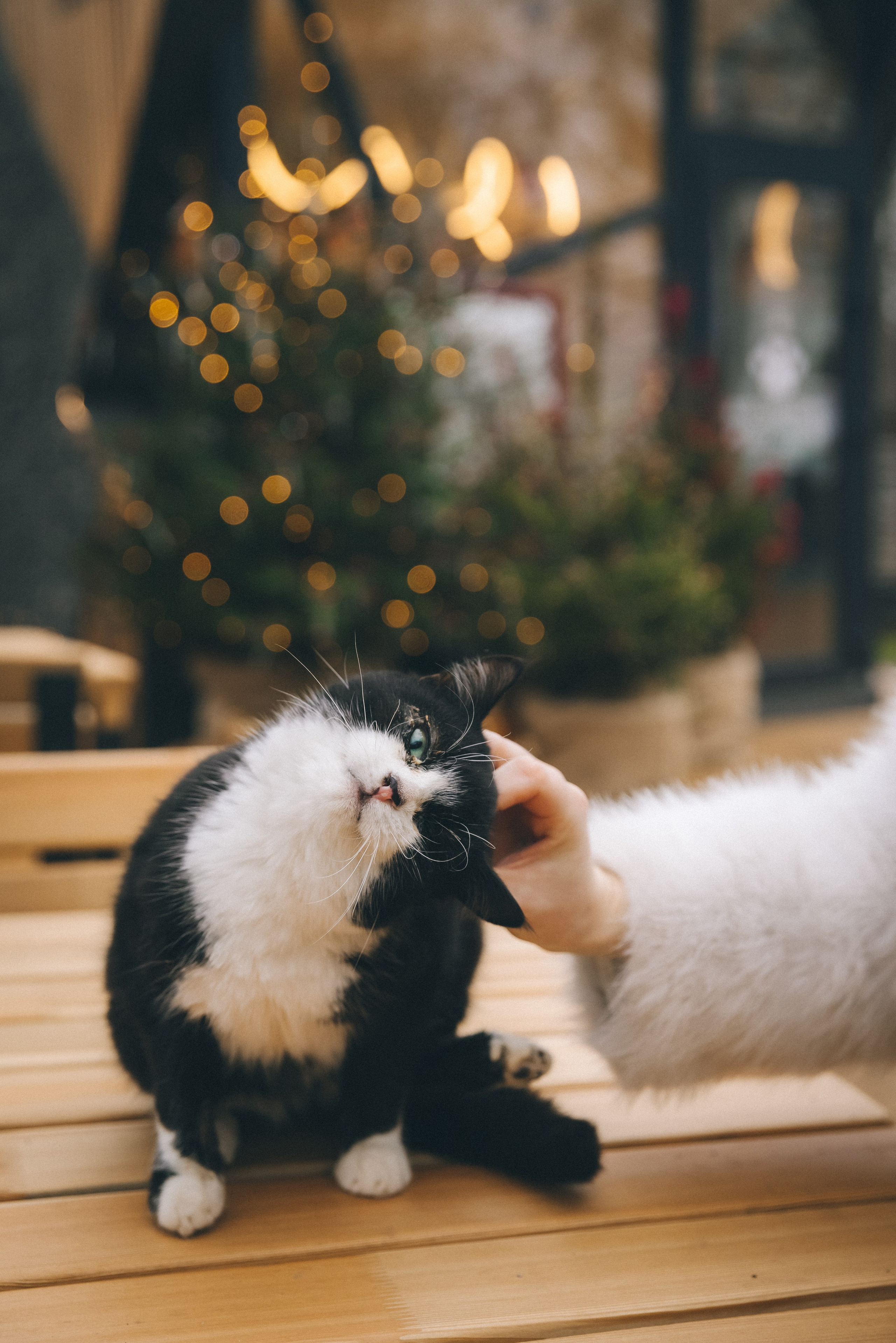Свадьба в канун Нового года. Фотограф Зеленоградск Красильникова Елена