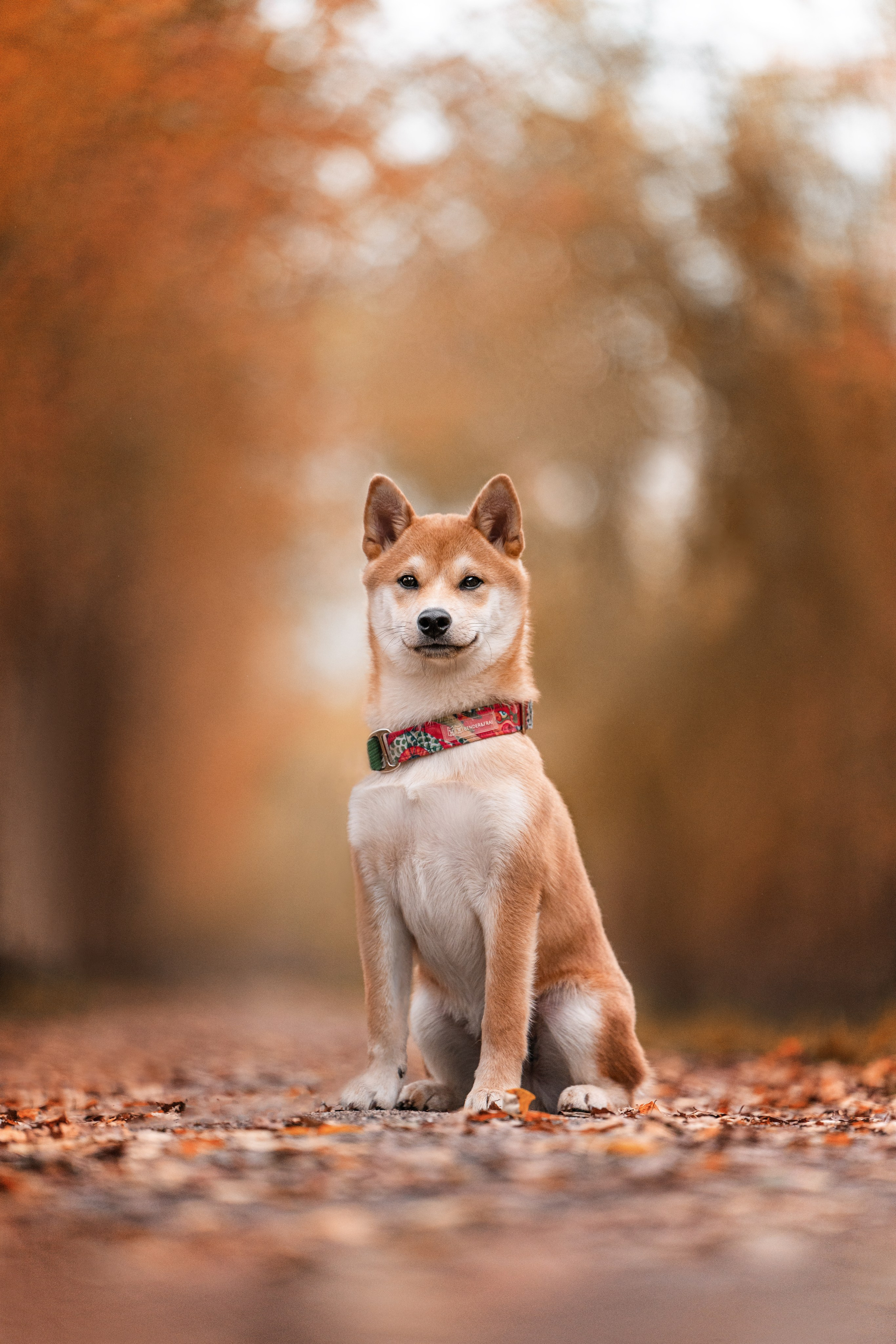 Сабуру. Фотограф анималист Осипчикова Мария