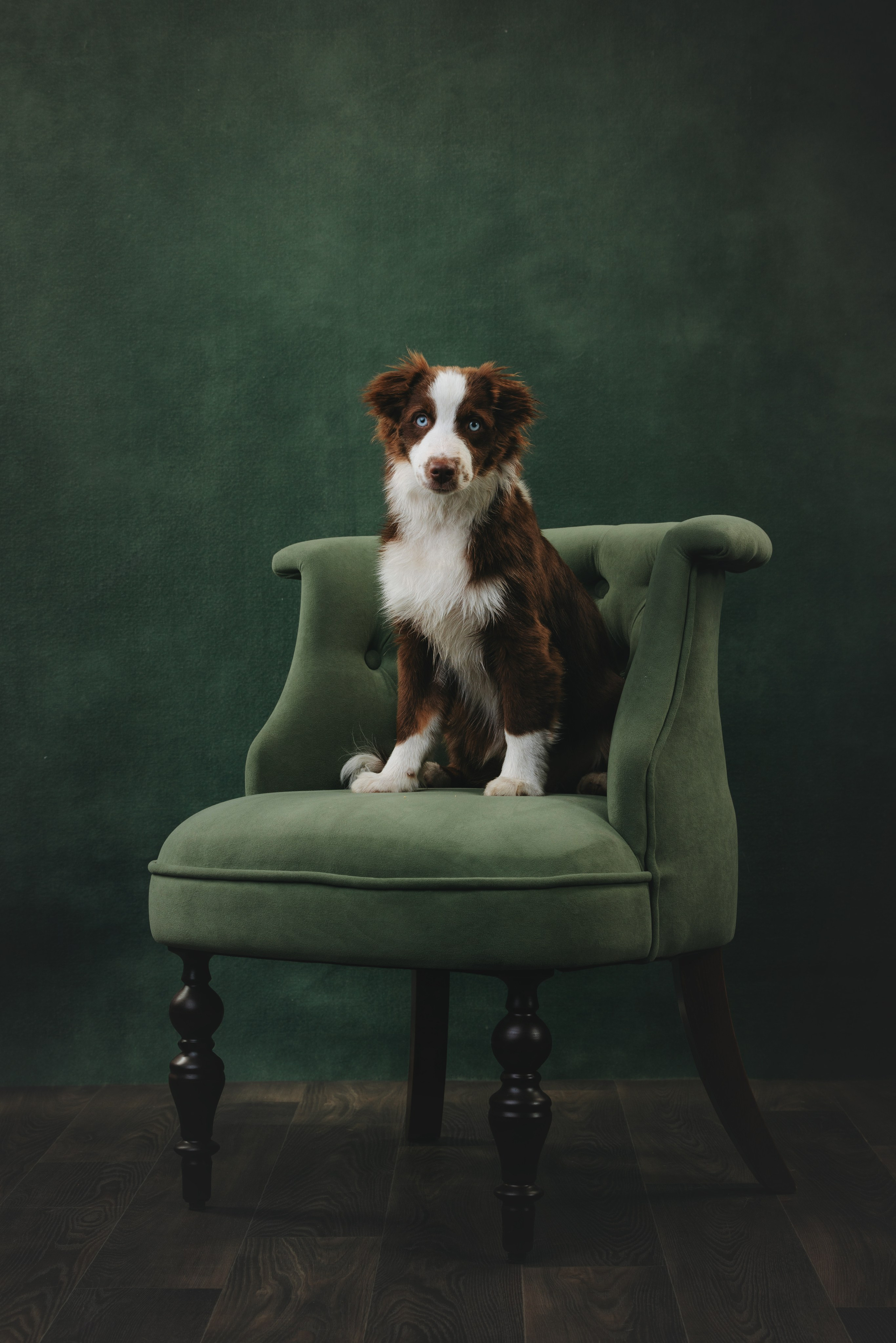 Миниаусси Дайс. Фотограф анималист Осипчикова Мария