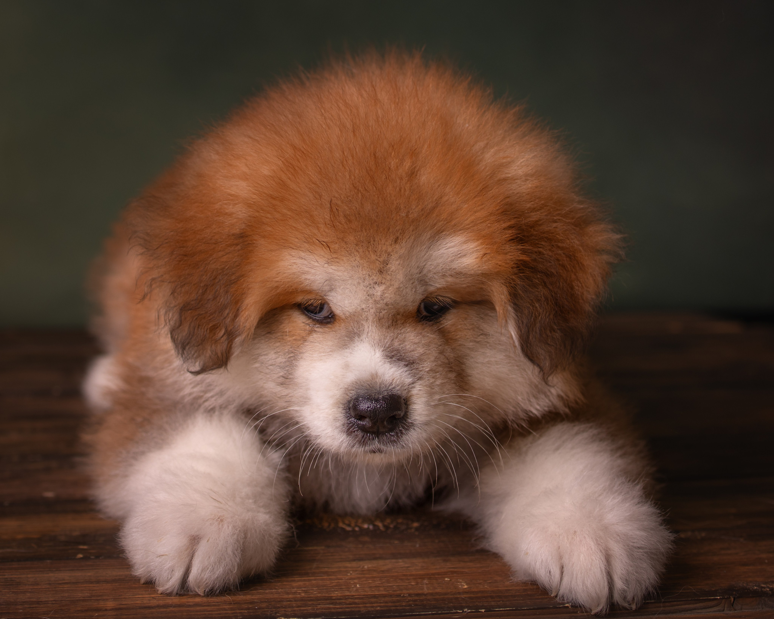 Мальчик с длинной шерстью, 90 тыс. руб. Алена Попова — фотограф в Хабаровске