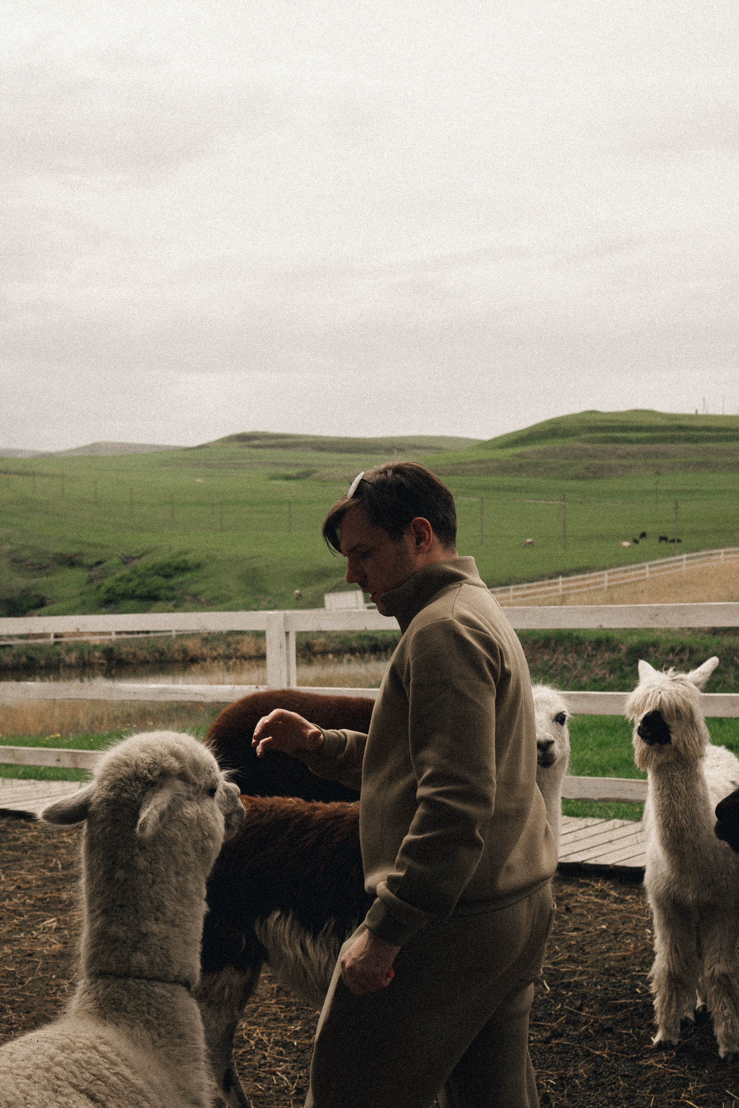 Ферма Альпак. Профессиональный фотограф, Санкт-Петербург — Виктория Богомолова