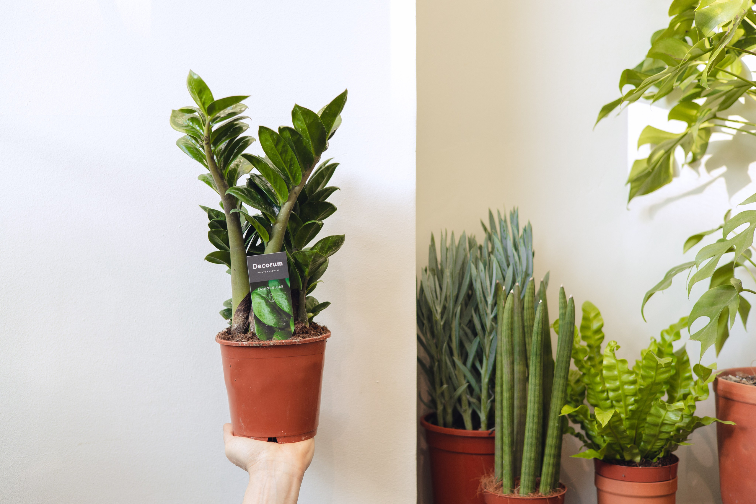 Предметная съемка для бизнеса. Фотограф в Санкт-Петербурге Осокина Елизавета