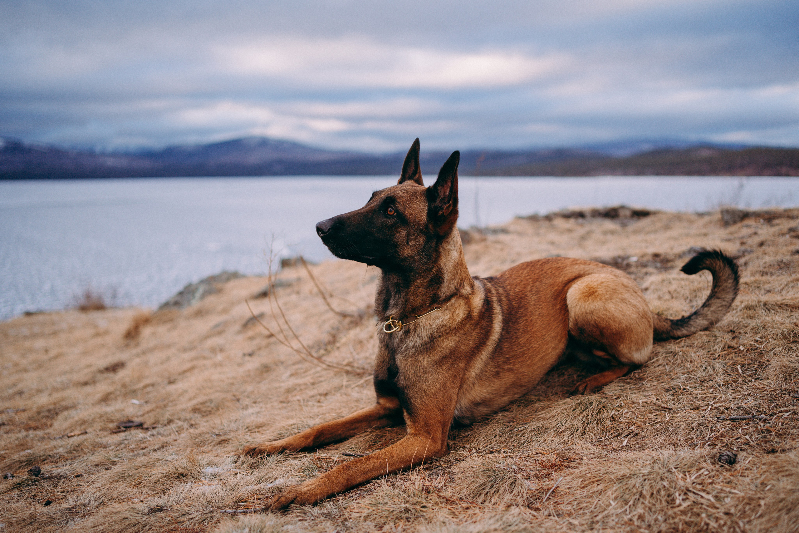 Екатерина и Барди. Фотограф-анималист Анастасия Большакова