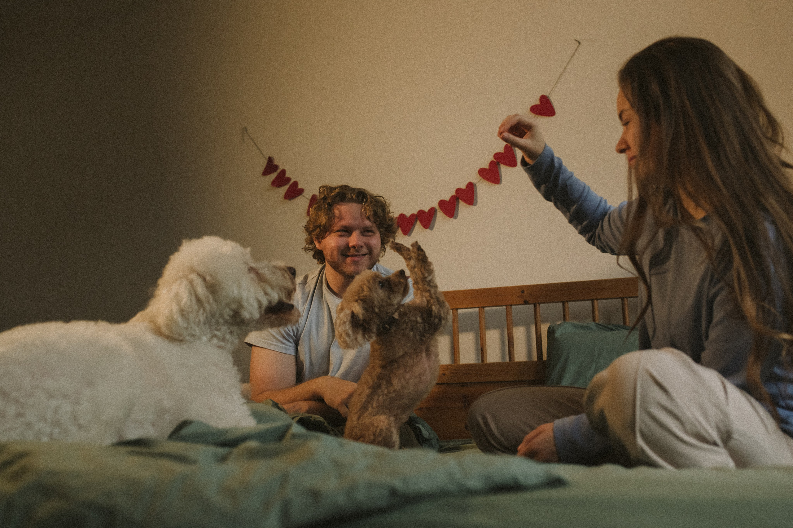 Ання и её кудрявая команда. Фотограф анималист в Москве Ольга Агушева
