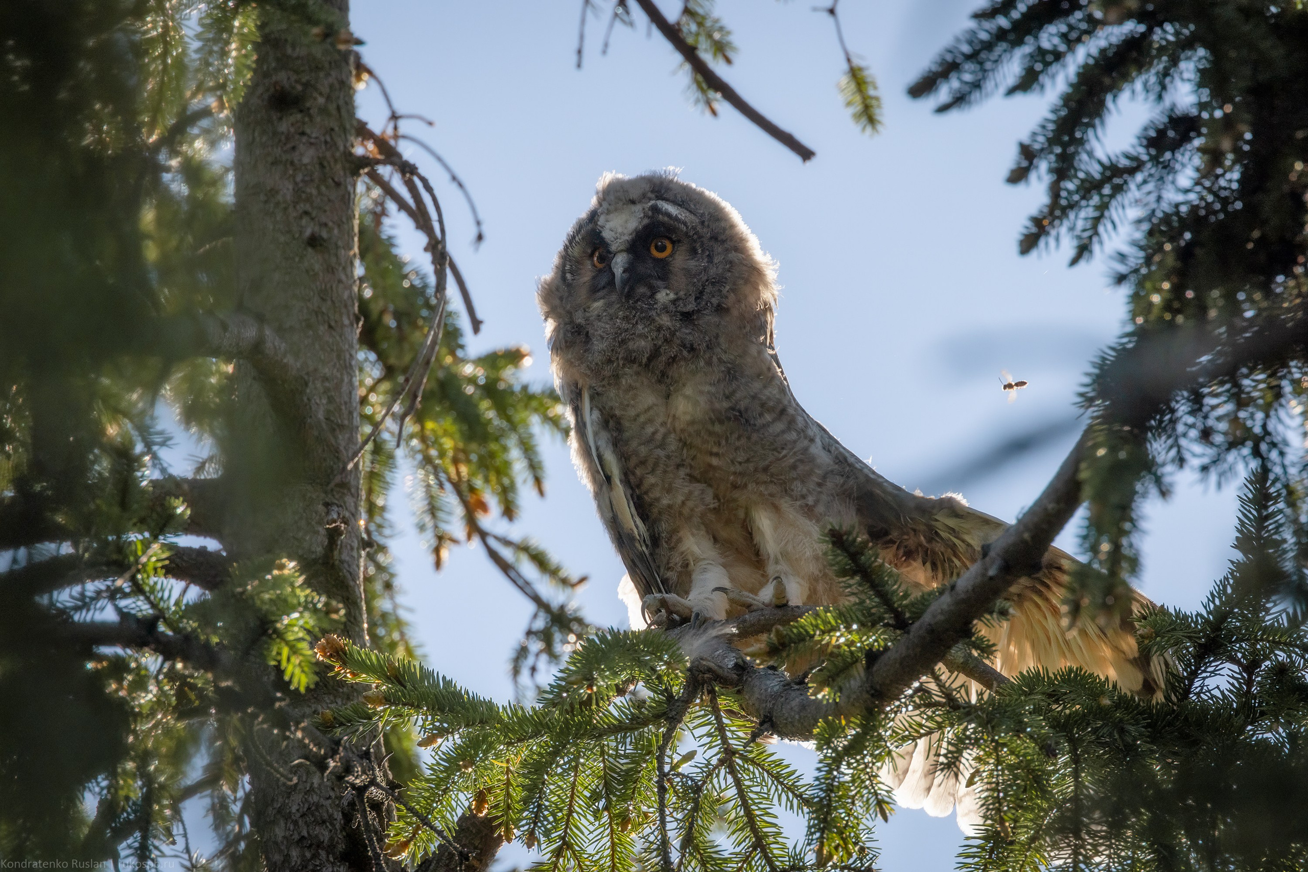 Ушастая сова. Архитектурный и пейзажный фотограф Кондратенко Руслан, Санкт-Петербург