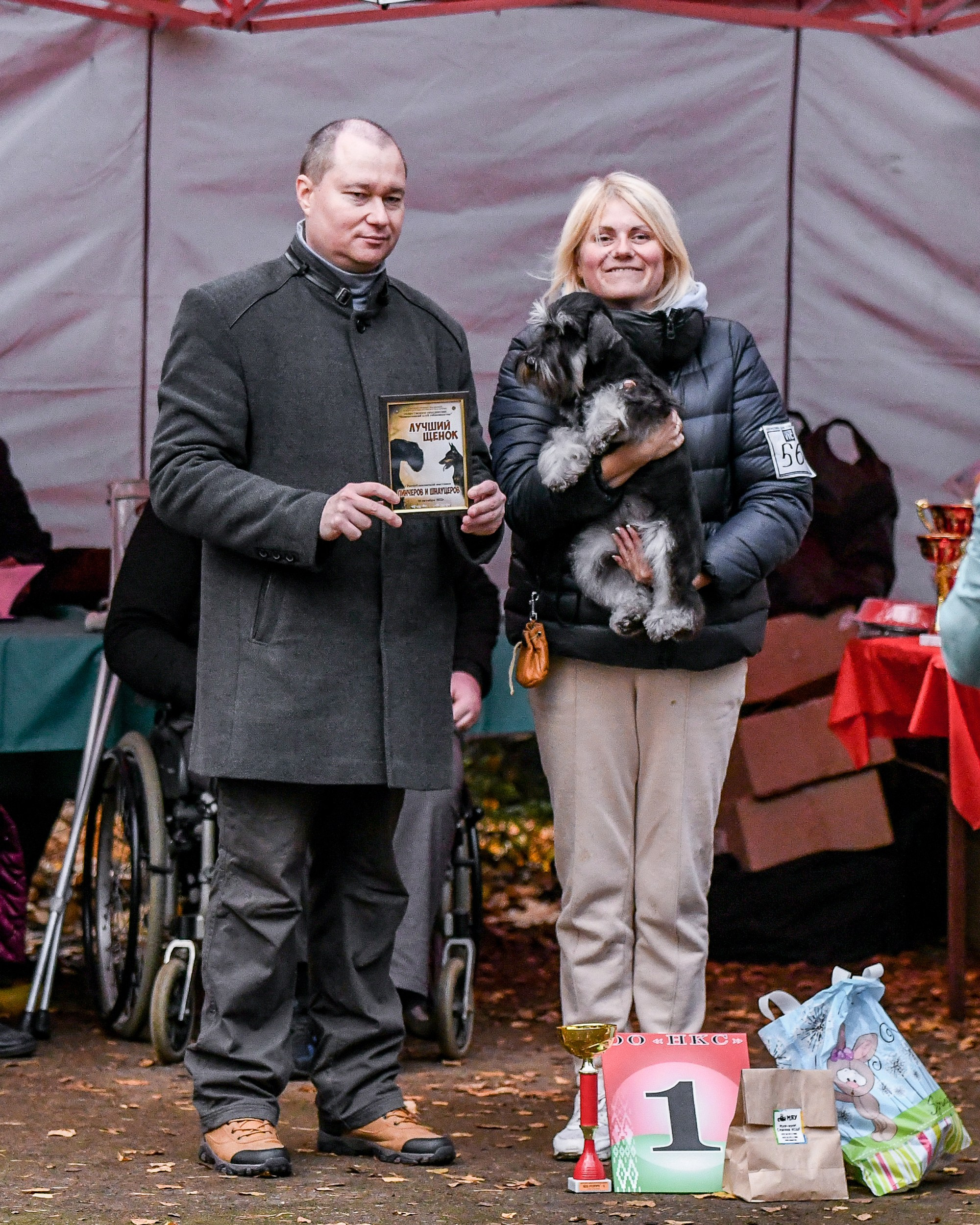 Питомник Делинсо Бэлэнс, щенки цвергшнауцера, купить щенка цвергшнауцера, питомник цвергшнауцеров, кобель цвергшнауцера для вязки, щенок цвергшнауцера, питомник цвергшнауцеров, черный с серебром, цверг, лучший питомник в беларуси