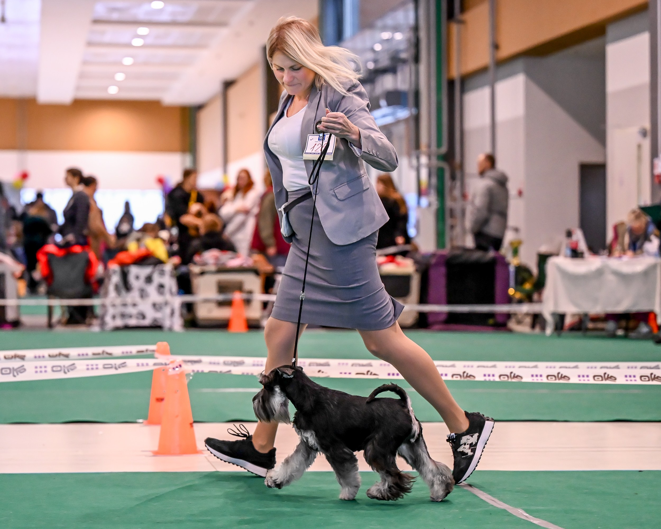 Бъянка/ Delinso Balance Cinzano Bianco. Питомник цвергшнауцеров в Беларуси «Делинсо Бэлэнс»