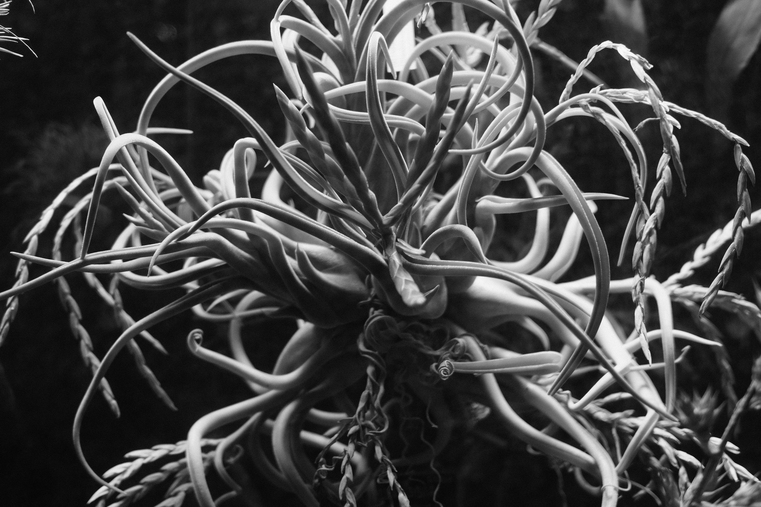 Аптекарский огород. Профессиональный фотограф в Москве Захар Ишутин