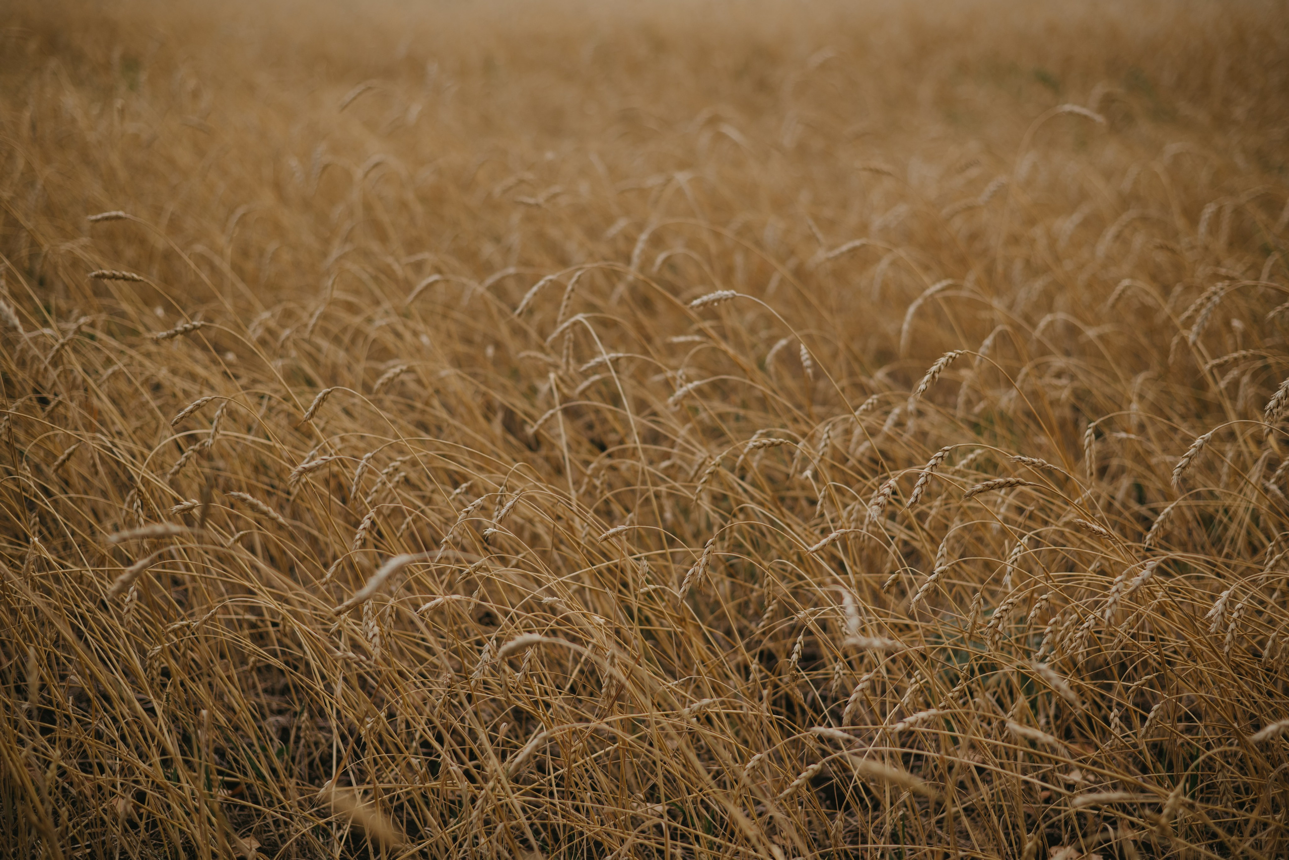 <3. Свадебный фотограф Уфа Дарья Насырова