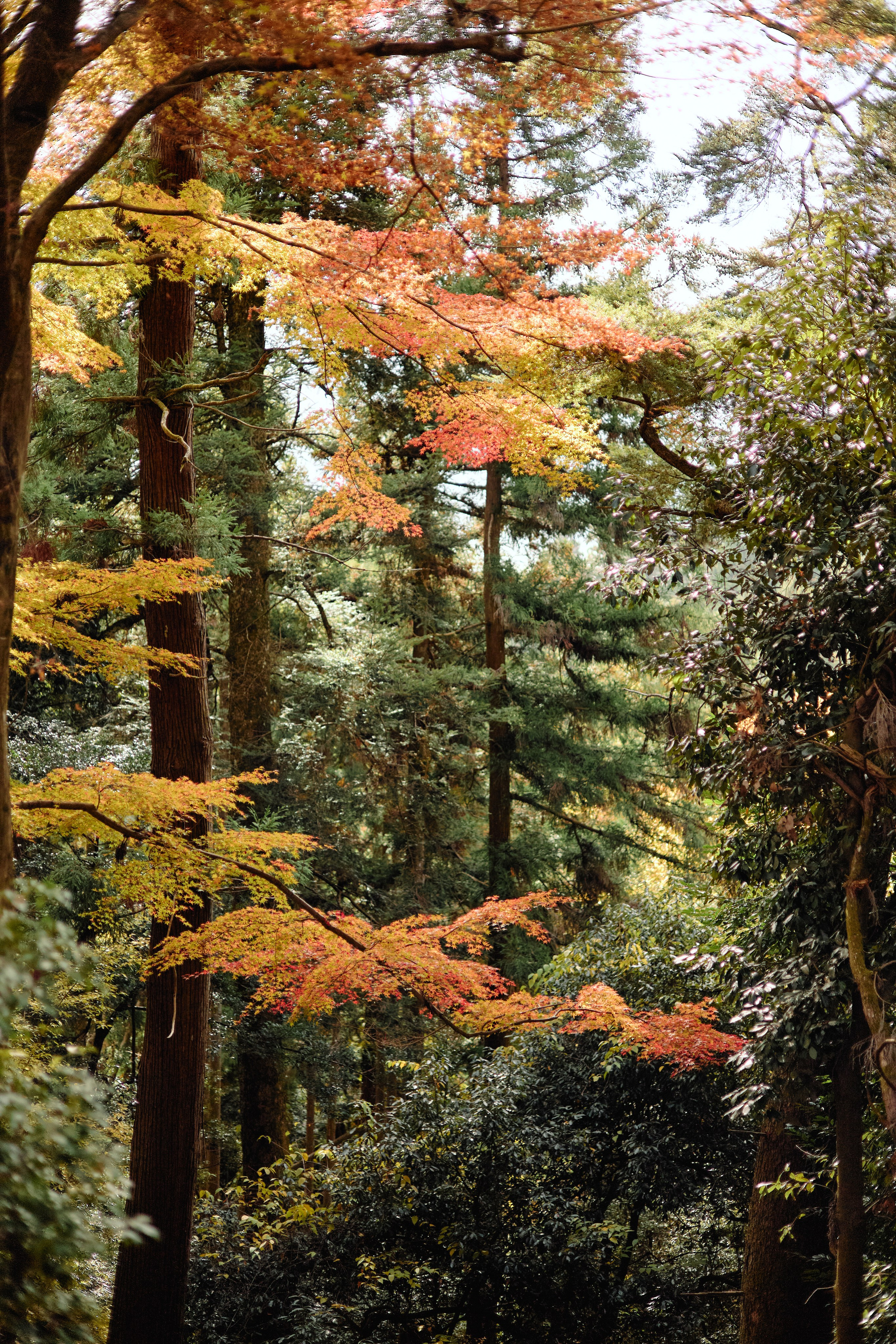 Япония. Профессиональный Фотограф во Владимире, в Москве и в Суздале — Полина Романычева