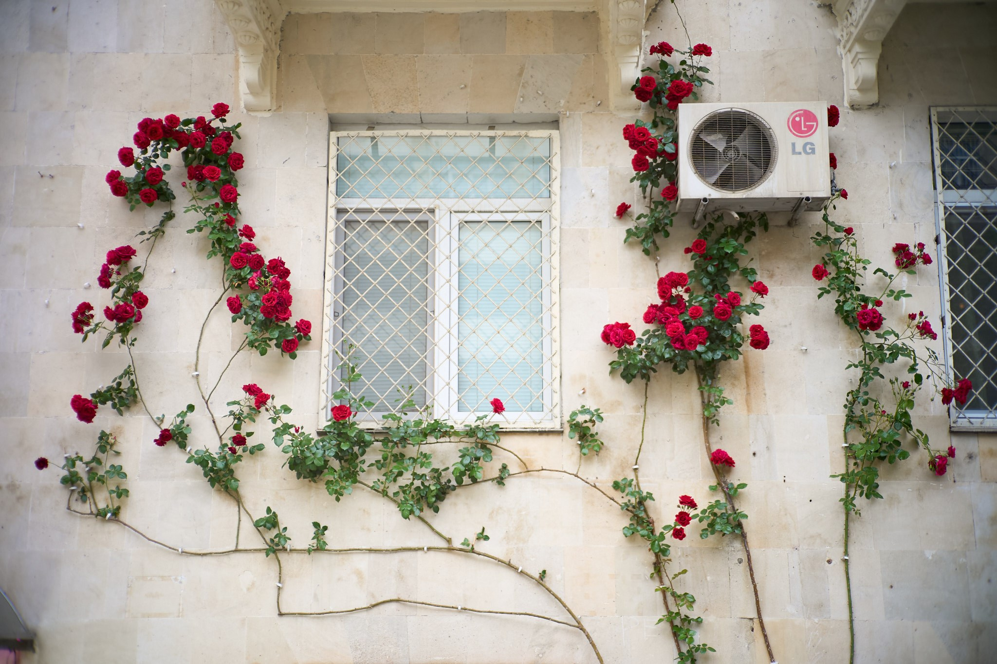 Баку, май 2025. Фотограф, Римма Невинская