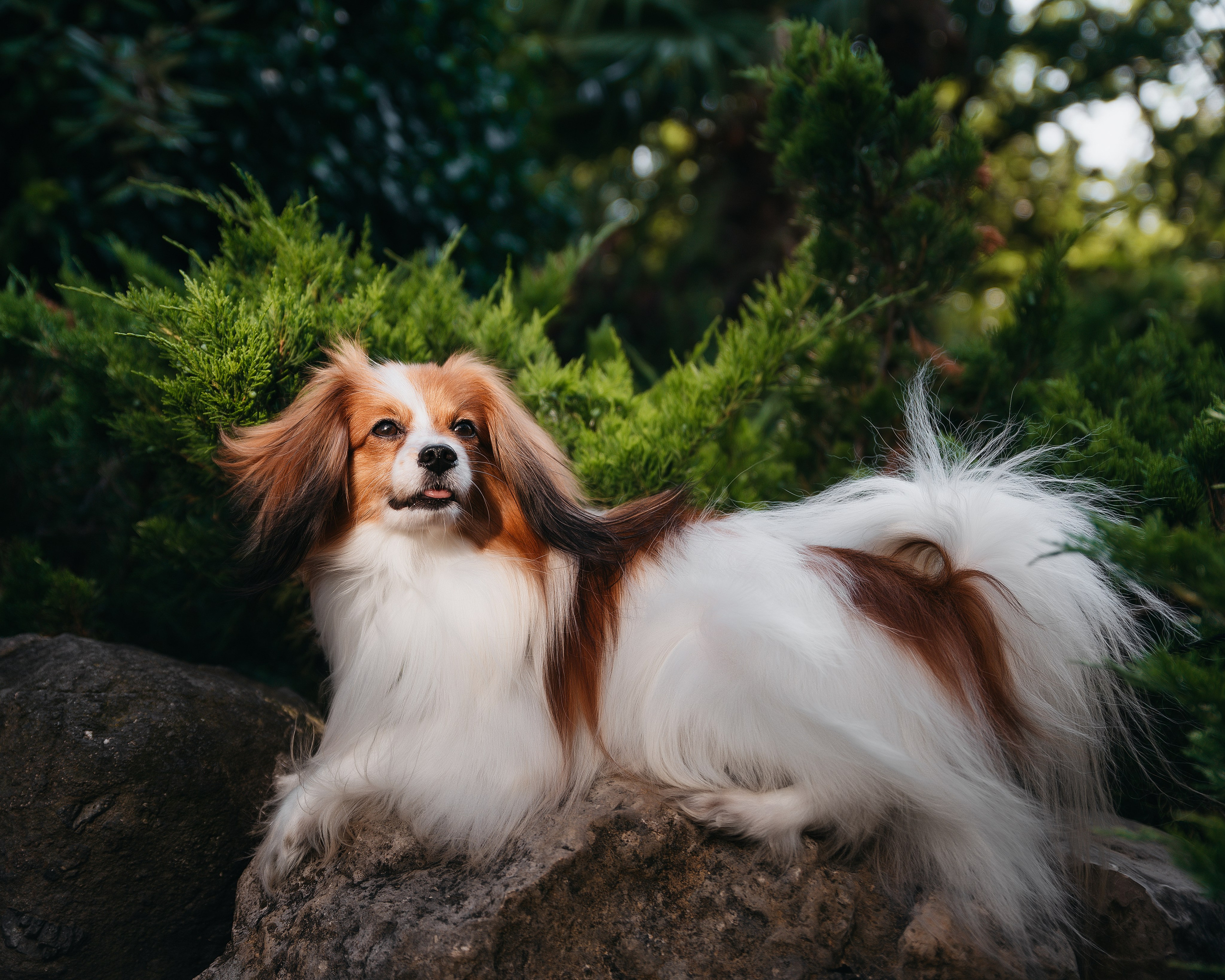 Животные. Фотограф Сочи-Краснодар