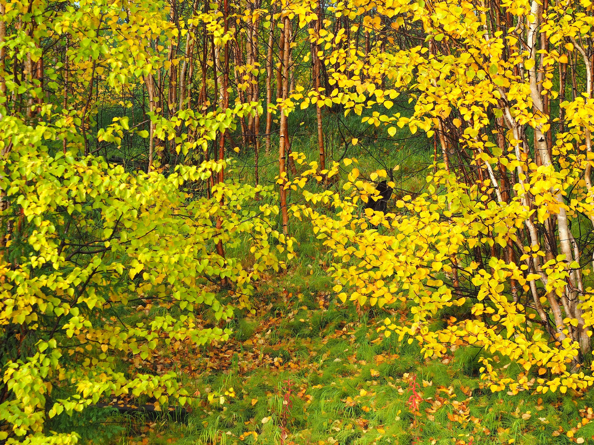 Природа.Осень. Талнах.рф