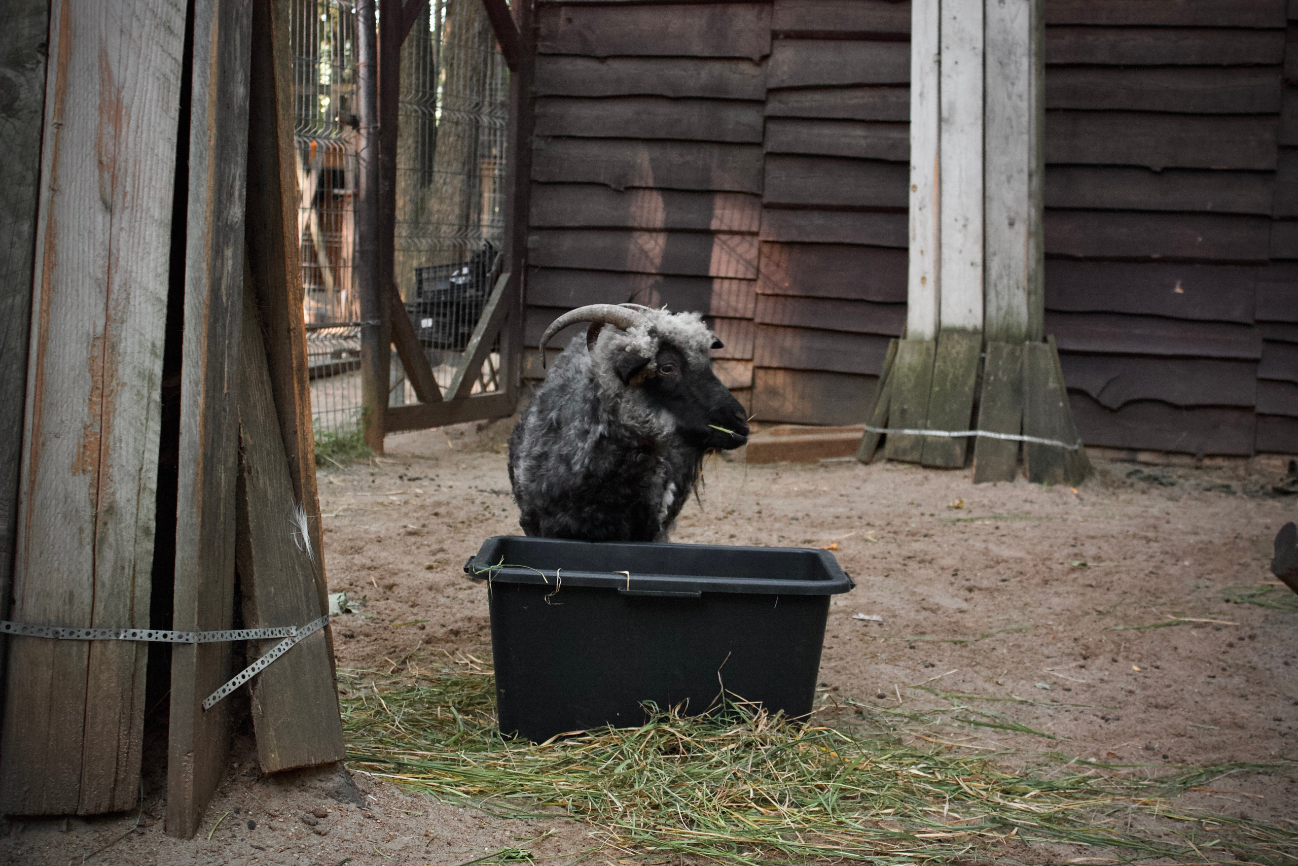 Анималистическая. KUPINИ | ФОТО — сайт портфолио по мультижанровой съёмке | фотограф Сергей Мар