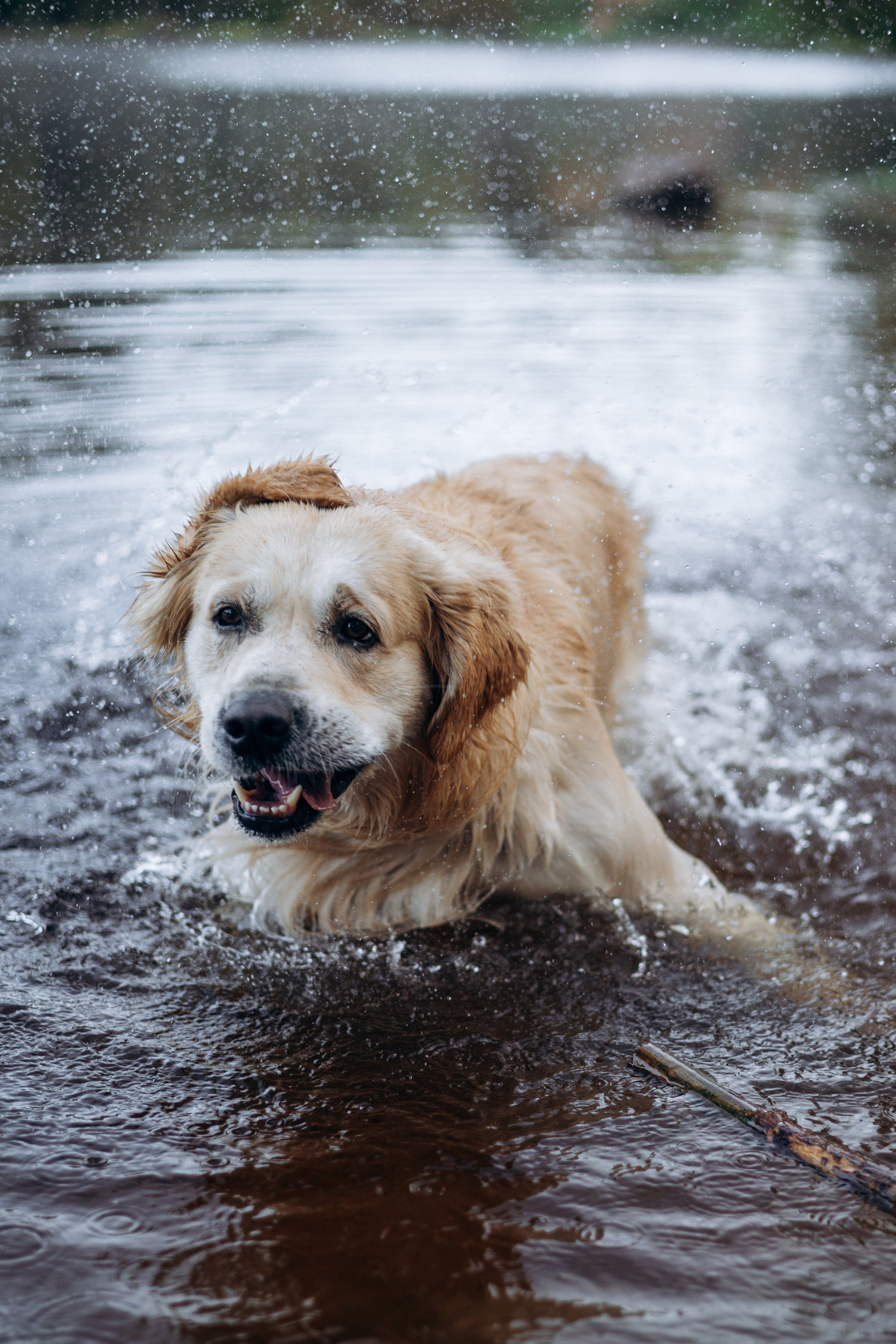 Лёва и его семья. Фотограф — Анималист | Санкт-Петербург