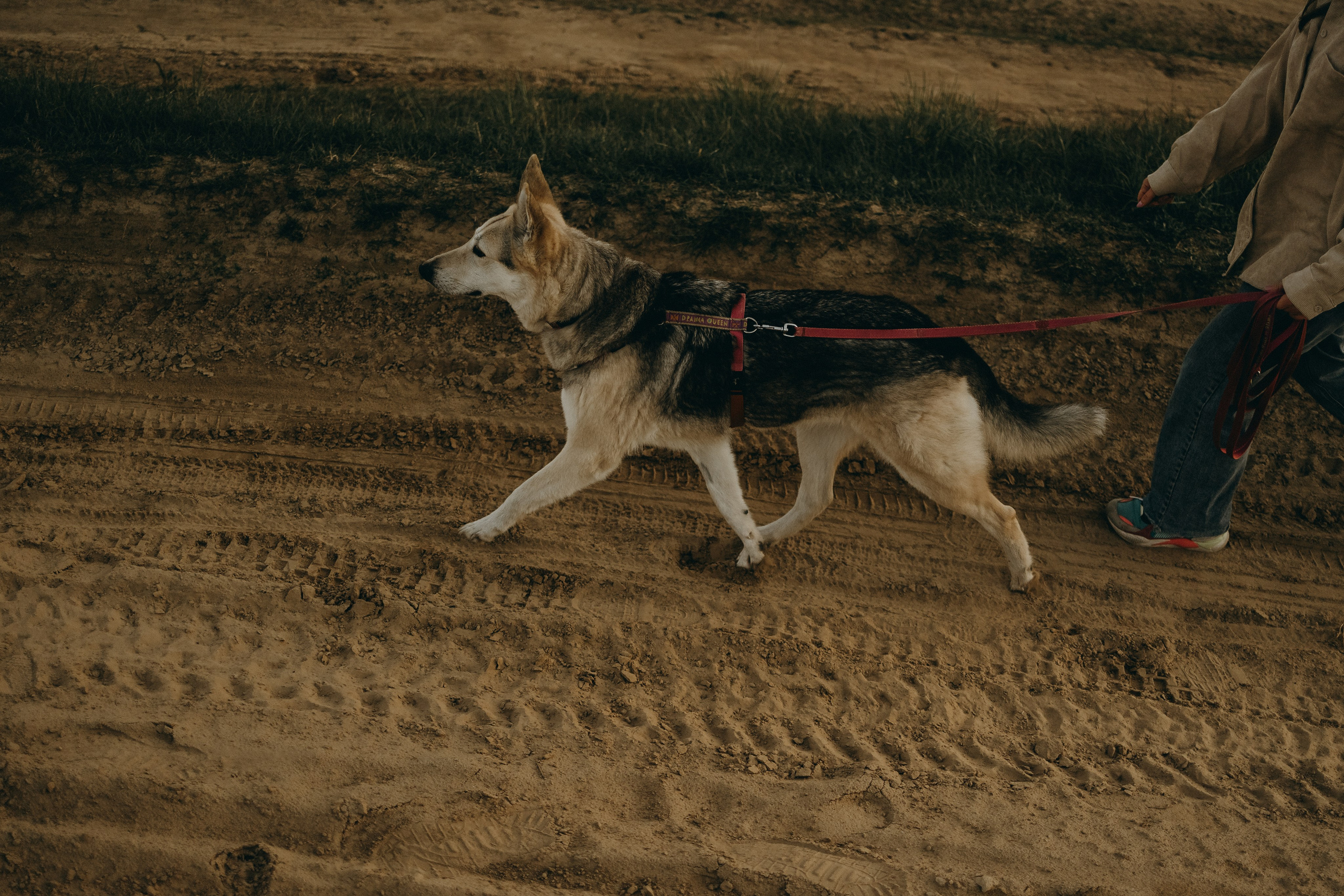 Саша и Зельда. Фотограф — Анималист | Санкт-Петербург