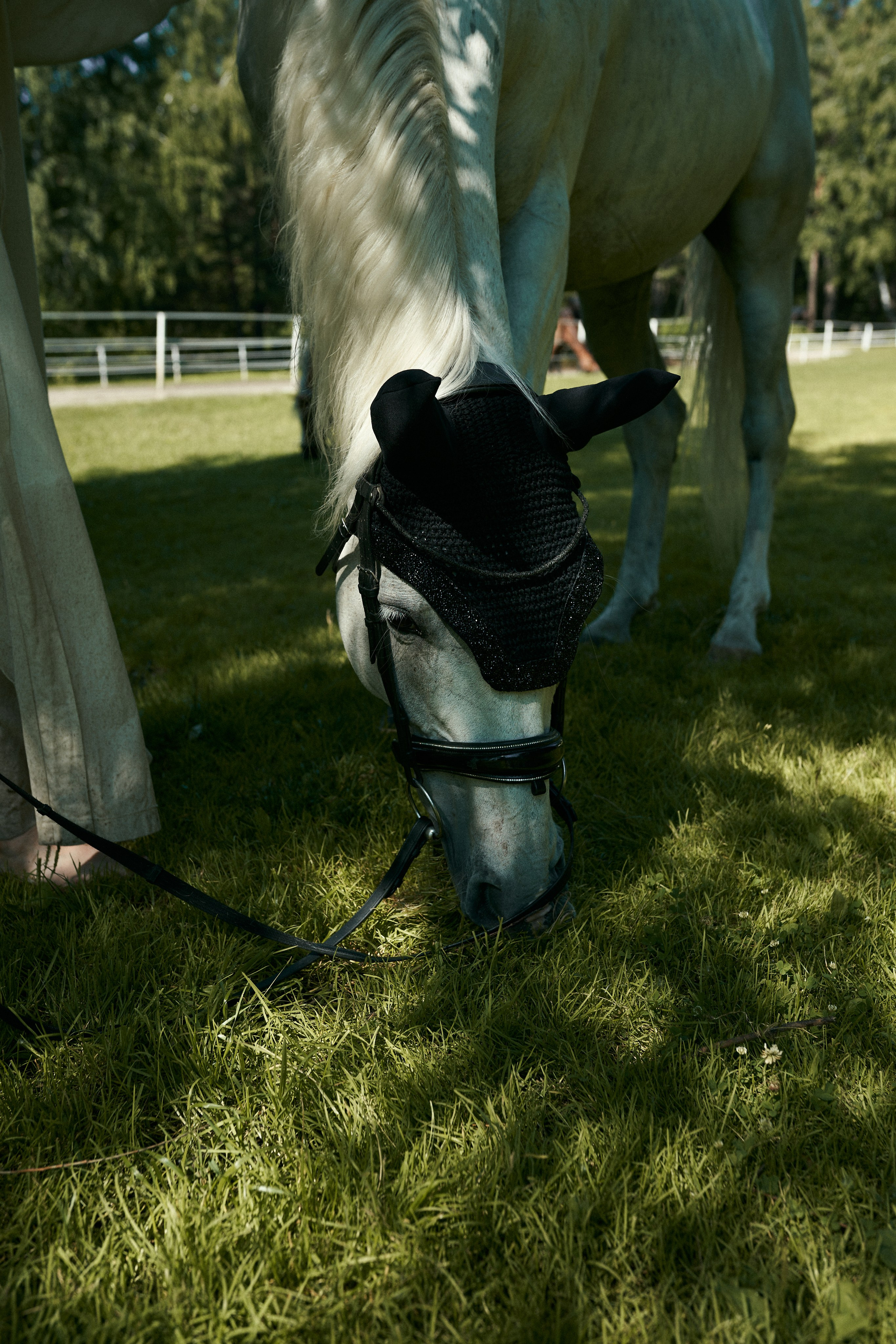 Horse Ear Bonnets. Фотосессии с лошадьми в Москве, Новосибирске