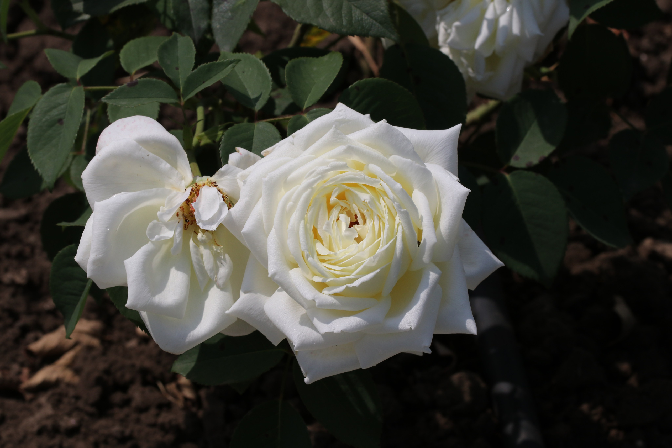 Долина роз в Кисловодске. Фото-художник и Репортажный фотограф Николаев Александр Алексеевич