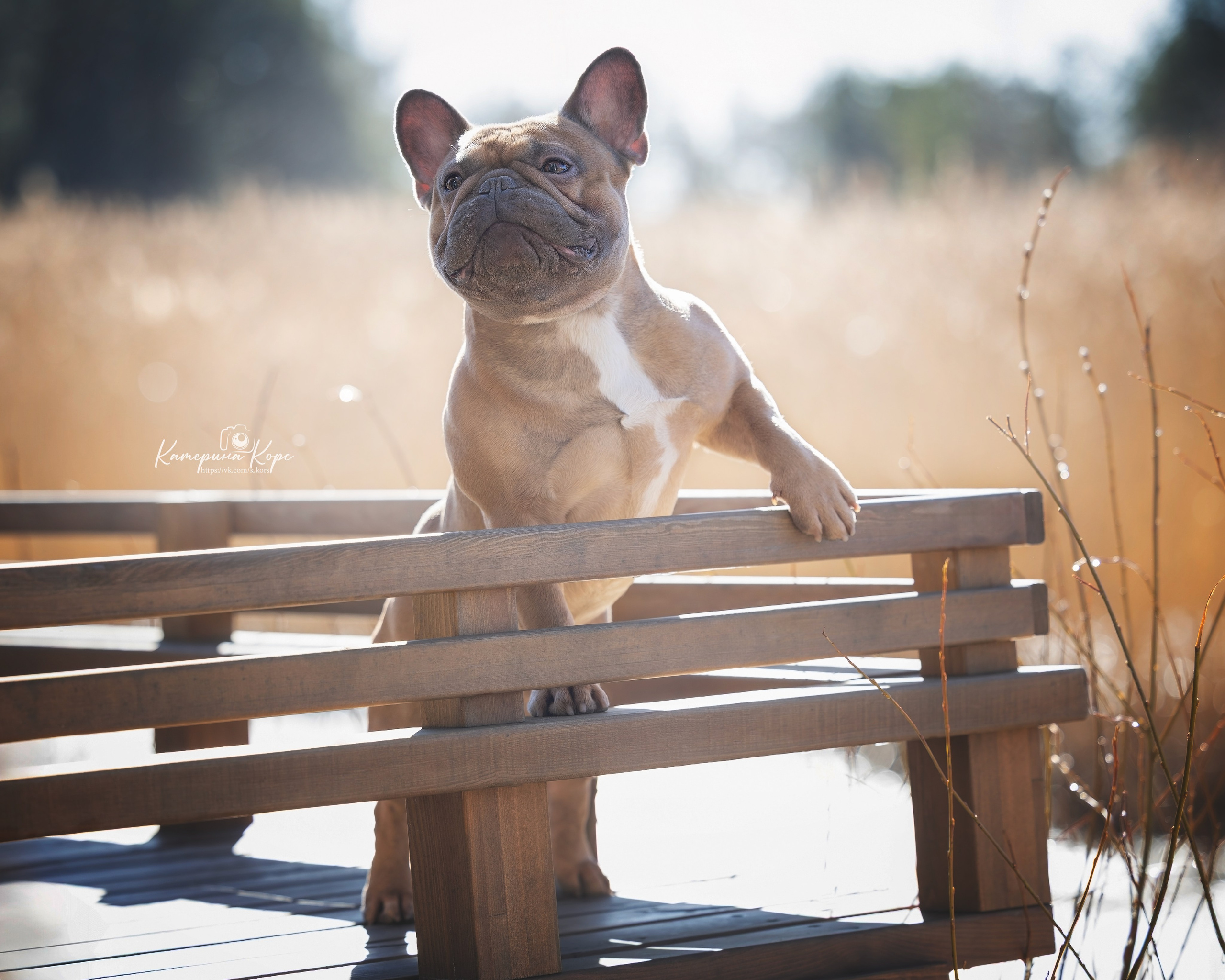 Французский бульдог Тайсон. Главная