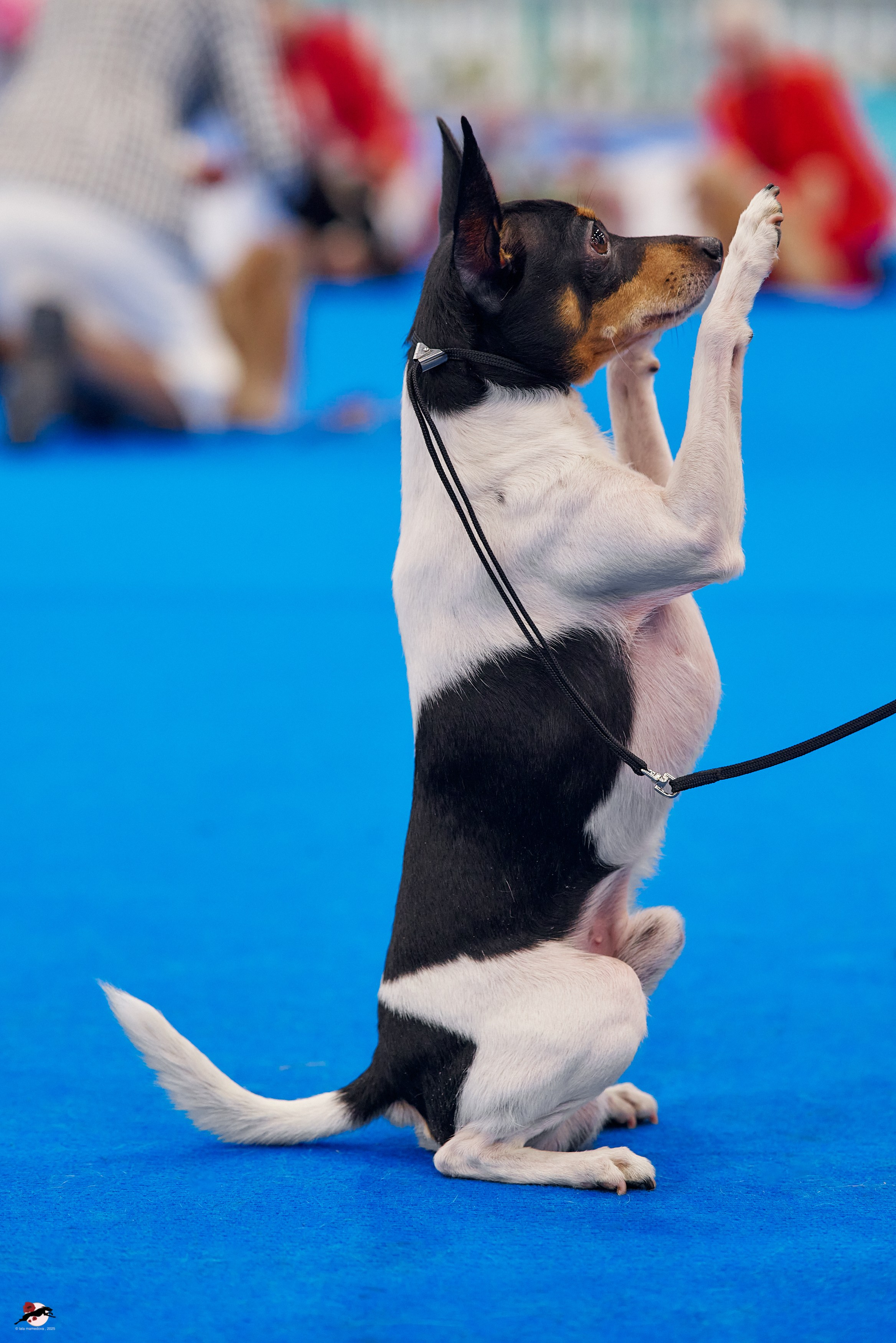 27.04.2025 | "Петербург-Элита 2025" & «КУБОК «ЭЛИТЫ»-2025»