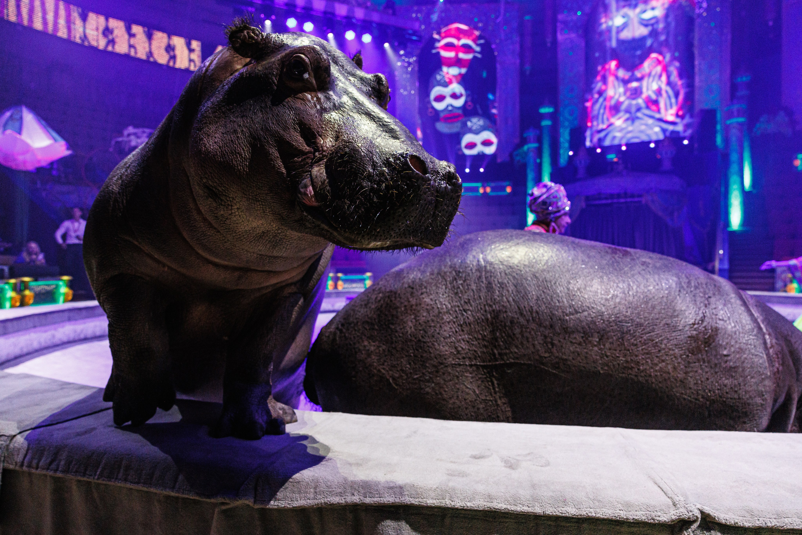 Цирк «Песчаная Сказка». Фотограф Ставрополь Петр Голубенко