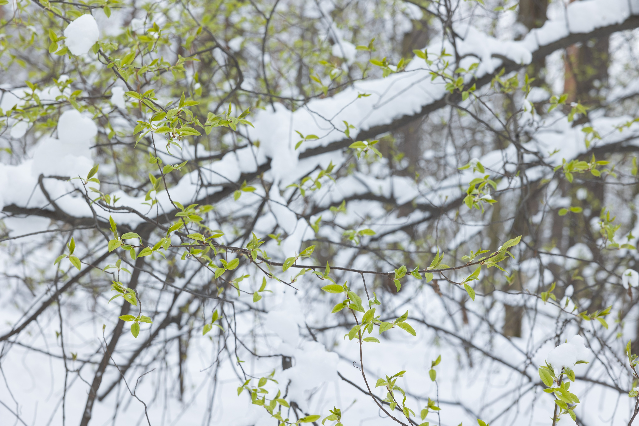Art prints. Фотограф алина стерхова, алина стерхова фотограф, фотограф москва
